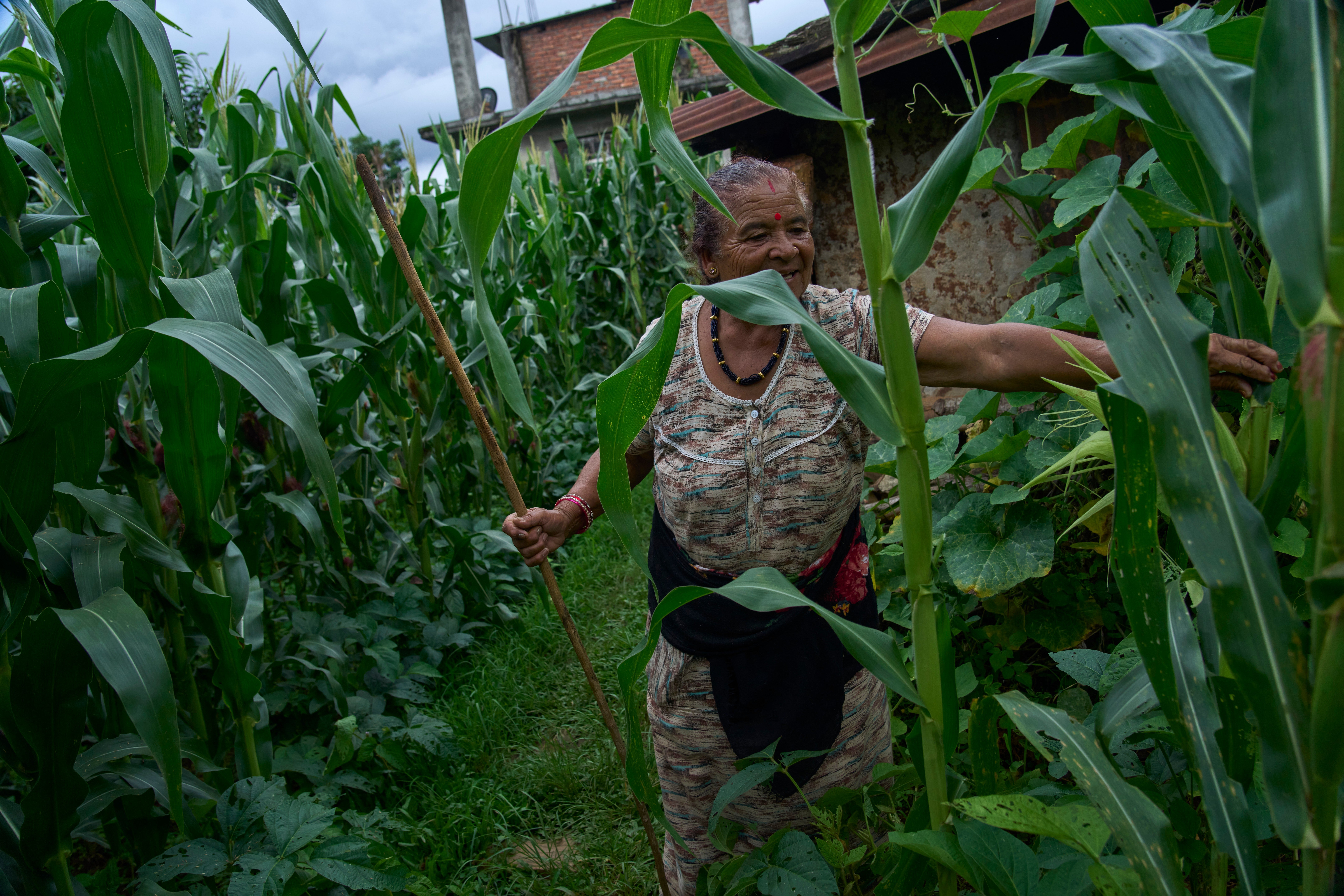 Debaka Karki, 71, checks for damaged maize crop after a raid by monkeys at Dharamghar, Dolakha district 86km east from Kathmandu, Nepal, Saturday, July 25, 2026 (Copyright 2026 The Associated Press. All rights reserved.)