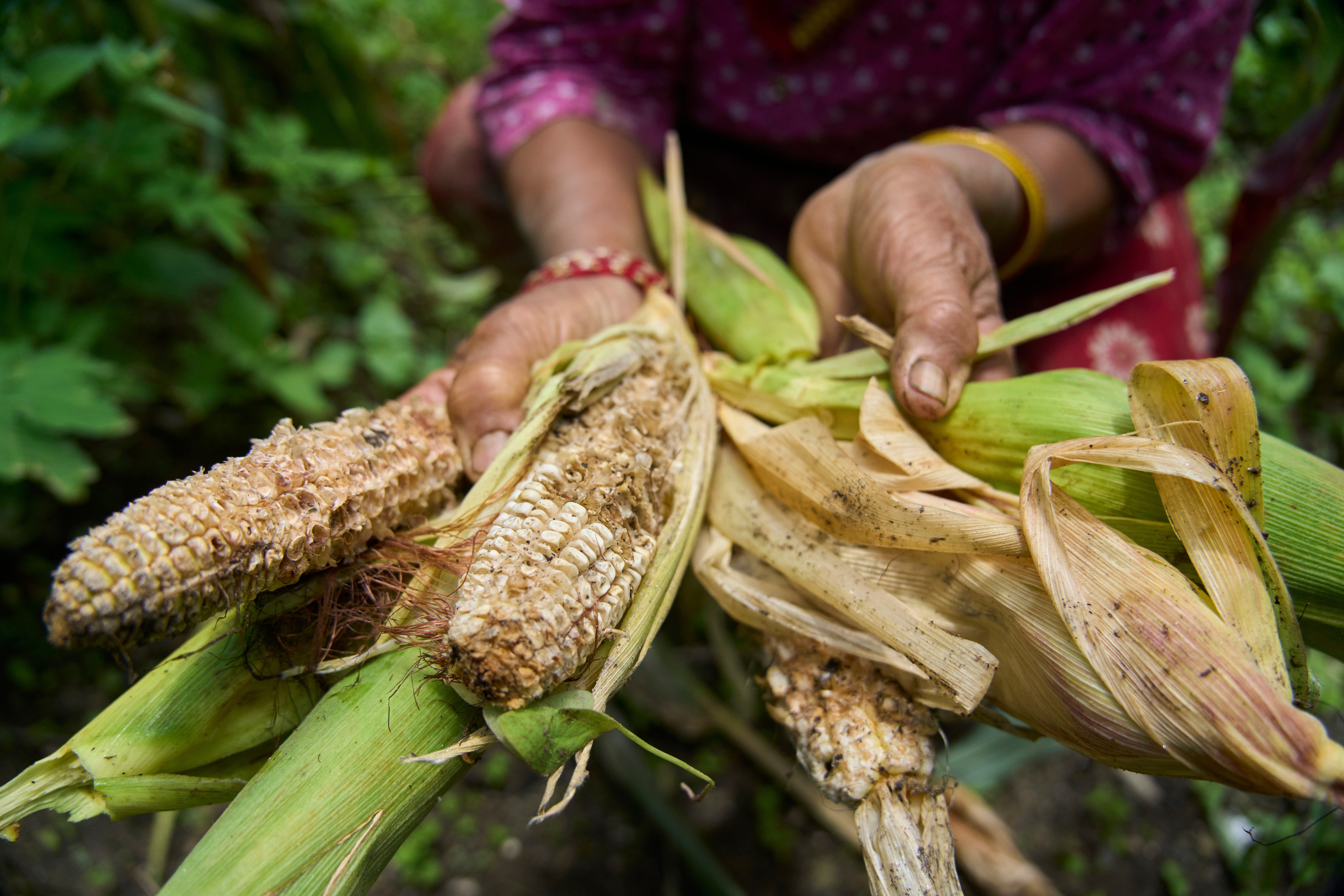 Maya Devi Khadka, 69, shows maize damaged by monkeys in Dharamghar, Dolakha district, about 86 kilometers (53 miles) east of Kathmandu, Nepal, Friday, July 24, 2026 (Copyright 2026 The Associated Press. All rights reserved.)