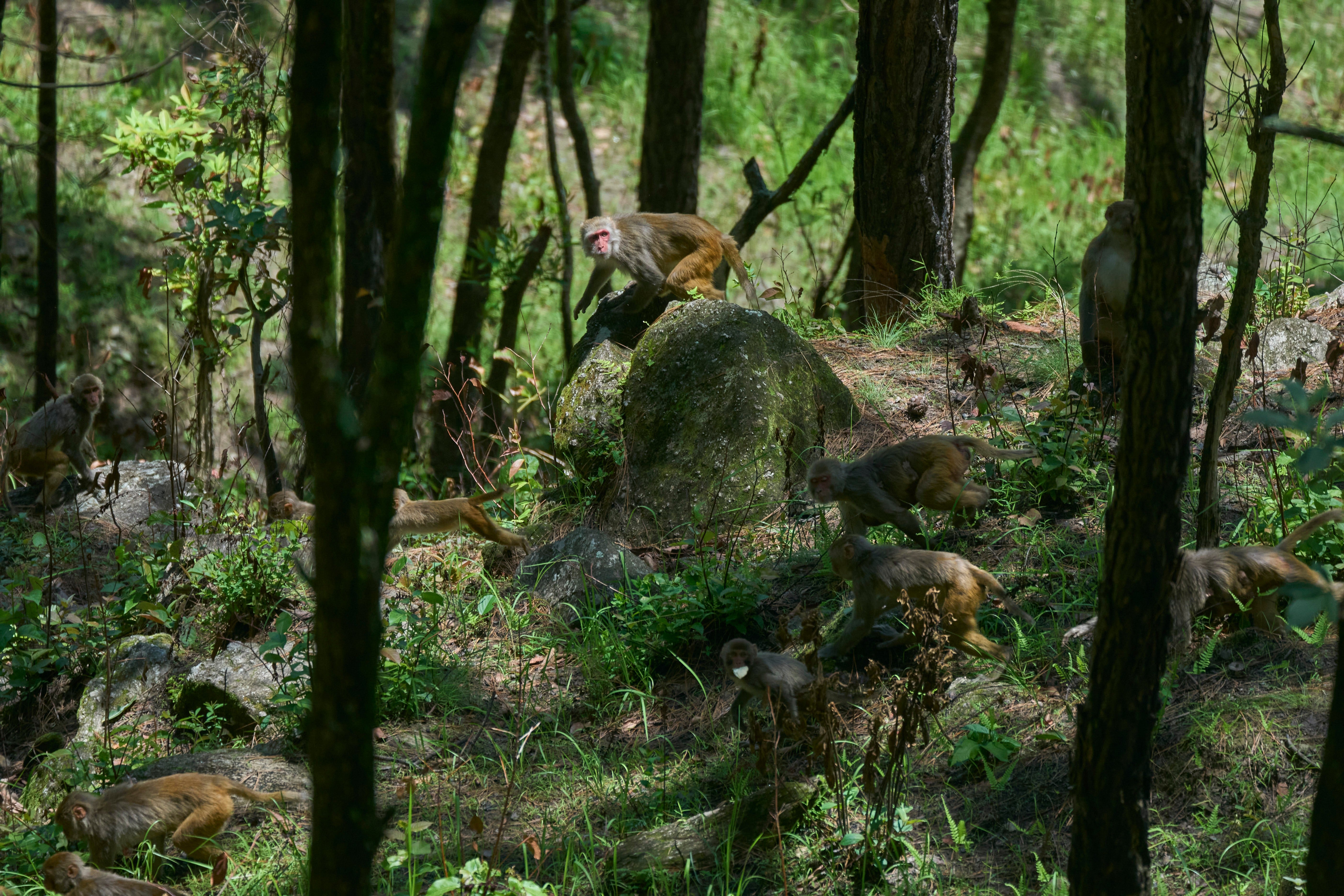 Slings, stones, lasers and dogs: Nepal’s fight against crop-raiding monkeys