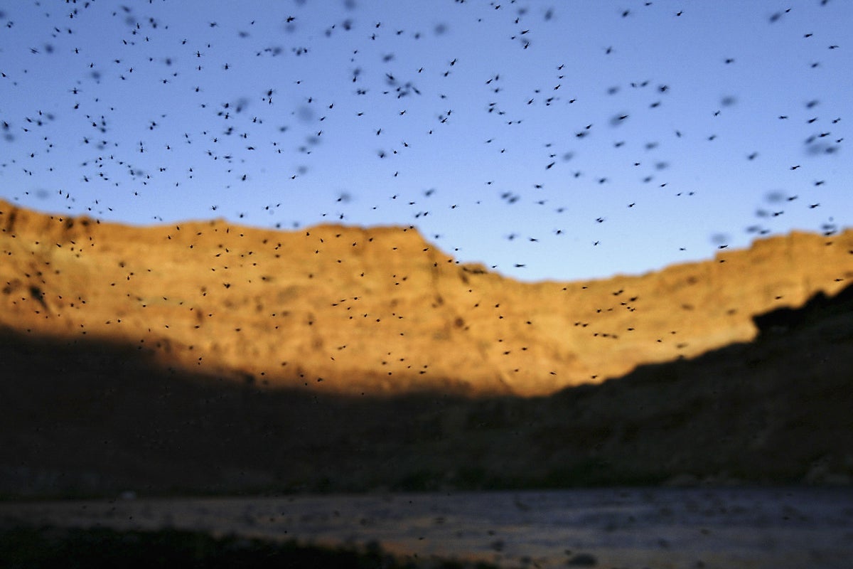 Experts worry as parts of the US see a huge drop in mosquitoes