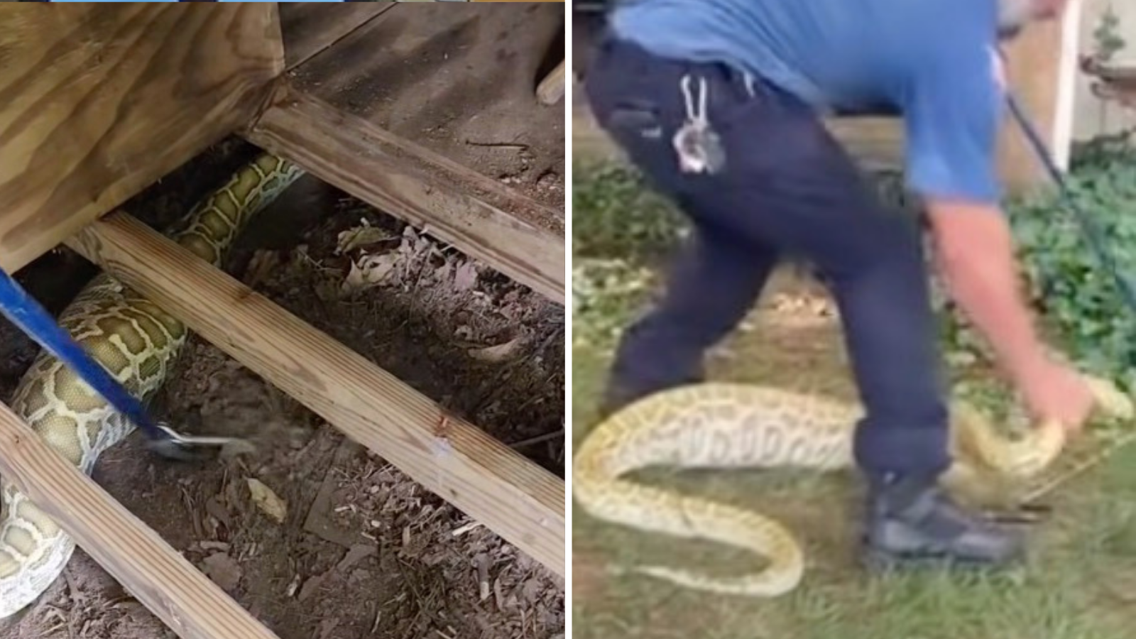 https://static.independent.co.uk/2026/08/06/14/45/Eight-foot-Burmese-python-which-had-just-feasted-on-possum-found-in-New-Jersey-back-garden.png?trim=0,125,0,125&width=1200&height=800&crop=1200:800