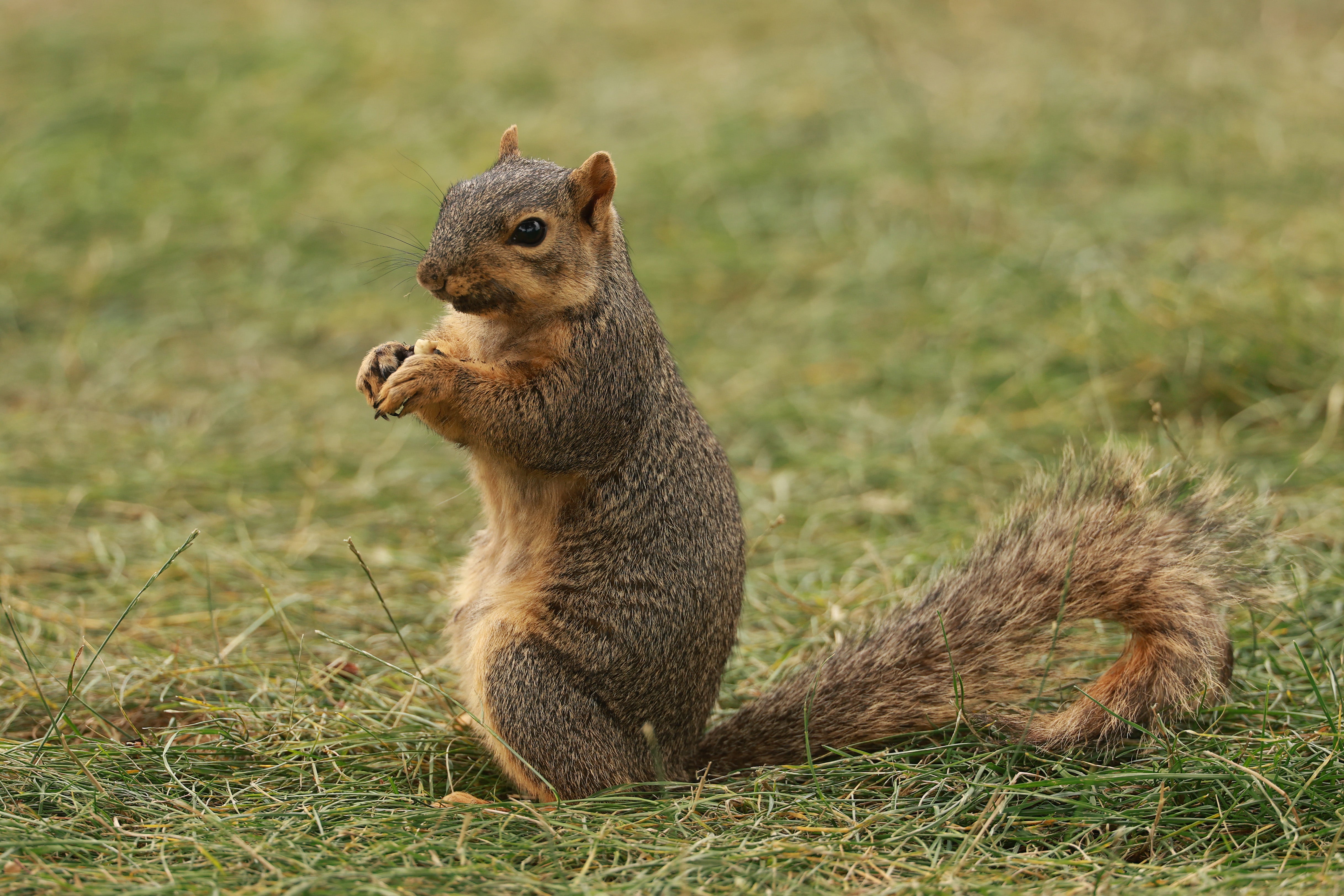 The school’s interim superintendent said they had ‘some incidents’ with squirrels (Getty)