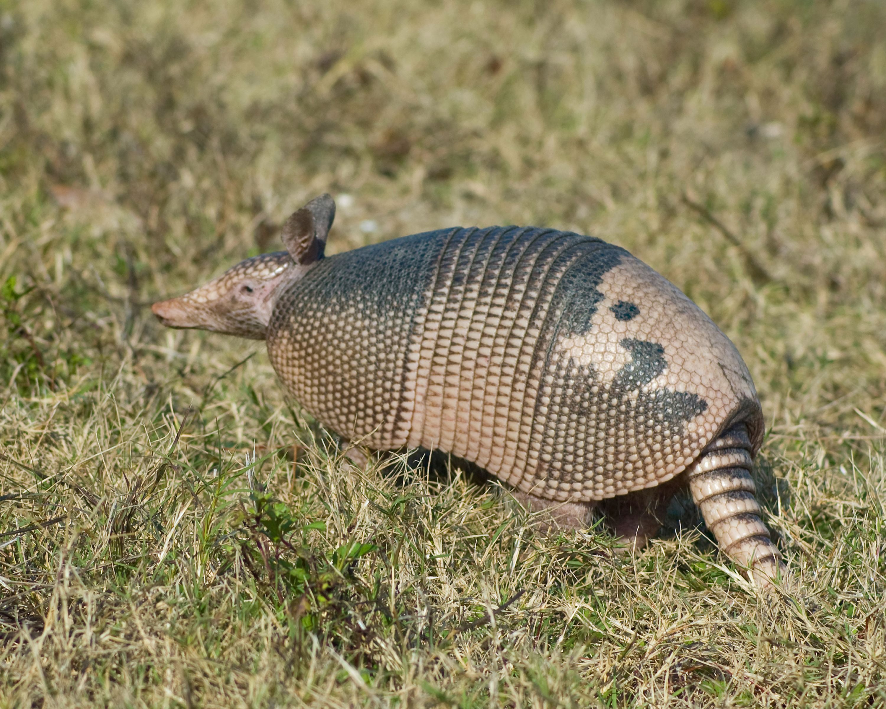 A nine-banded armadillo is one possible source of cases. People can be infected when they dig around in the soil near the mammals’ burrows