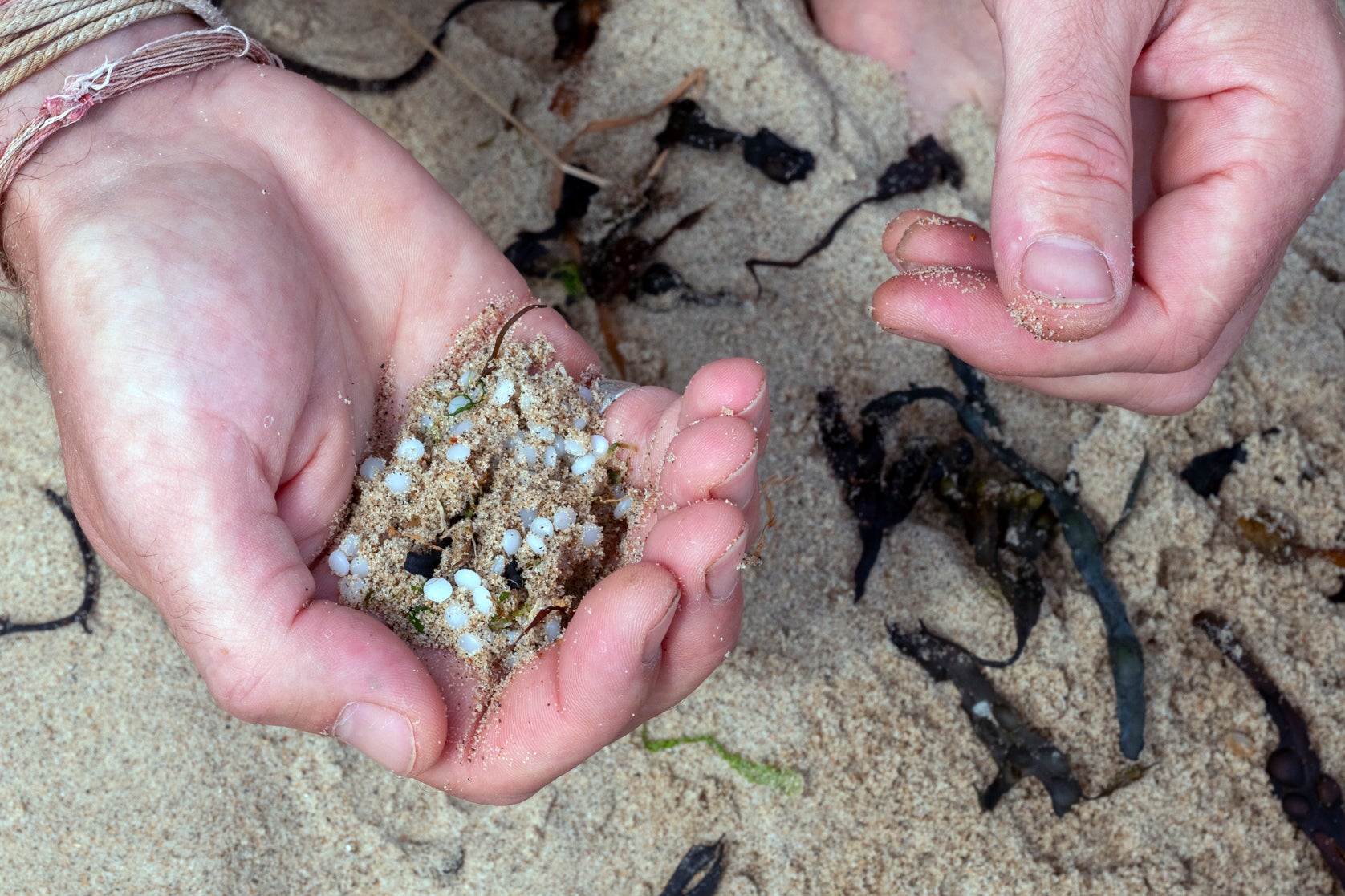 Volunteer Benjamin Buist removing nurdles by hand, Longsands Beach, Tynemouth (Tessa Bunney)