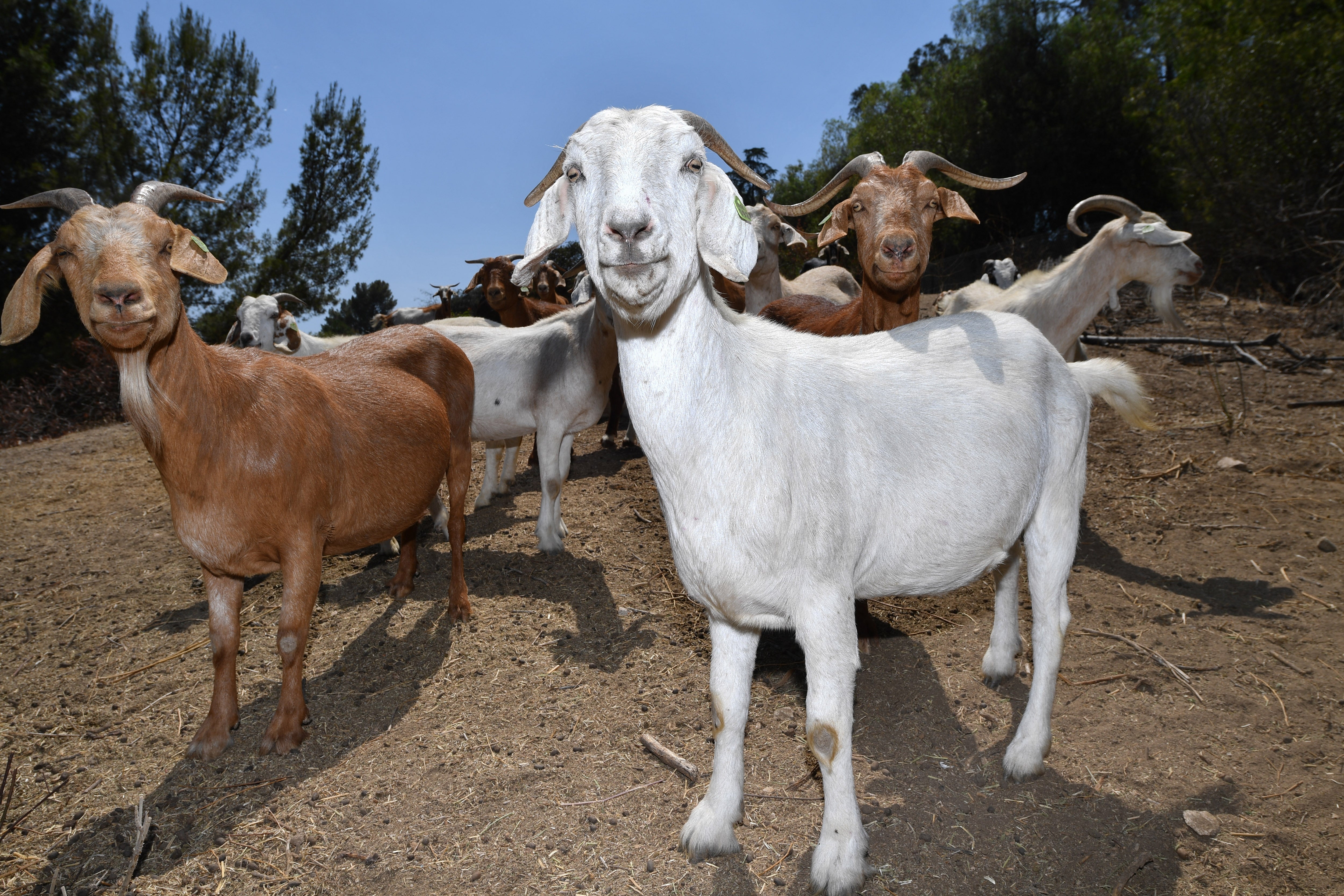 Universal Studios is reducing its fire risk with an eco-friendly method &ndash; goats