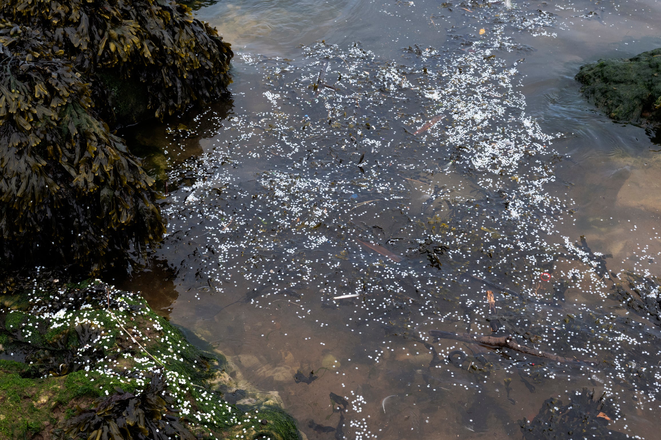 Nurdles on the water surface at South Groyne beach, South Shields (Tessa Bunney)