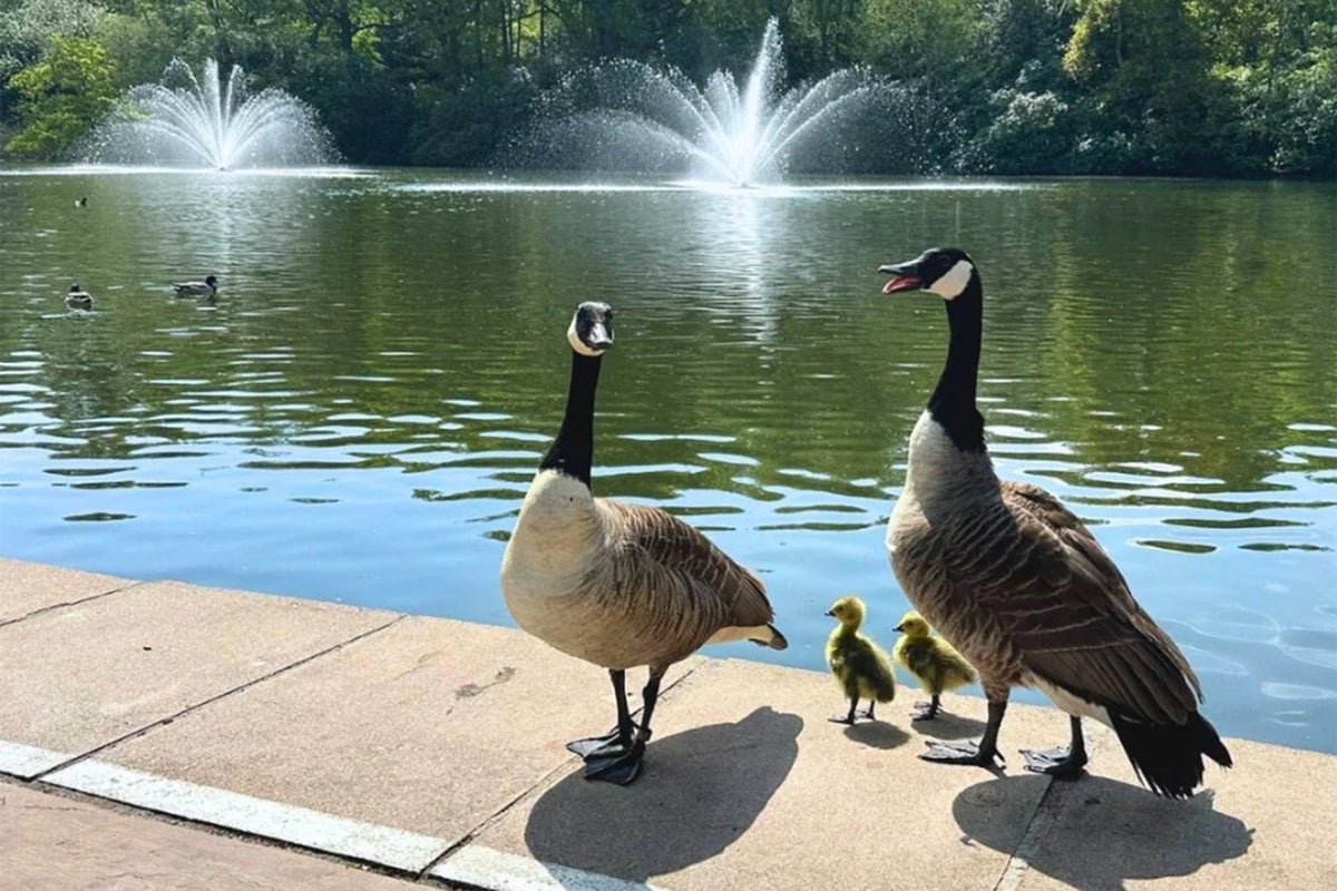 Members devastated after prestigious tennis club secretly culls geese and goslings Members devastated after prestigious tennis club secretly culls geese and goslings