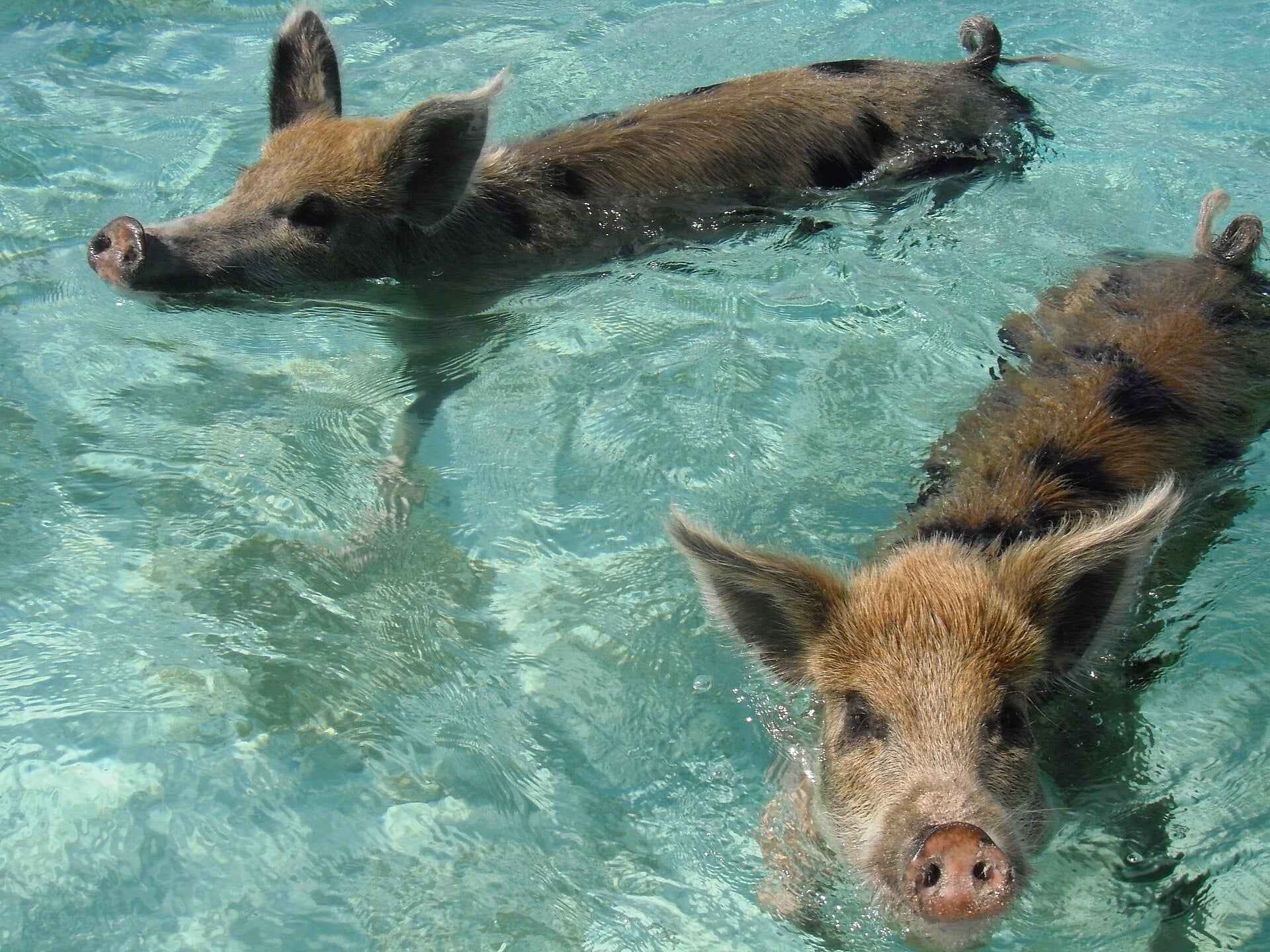 https://static.independent.co.uk/2026/08/07/0/13/swimming-pigs.jpeg?trim=0,0,159,0&width=1200&height=800&crop=1200:800