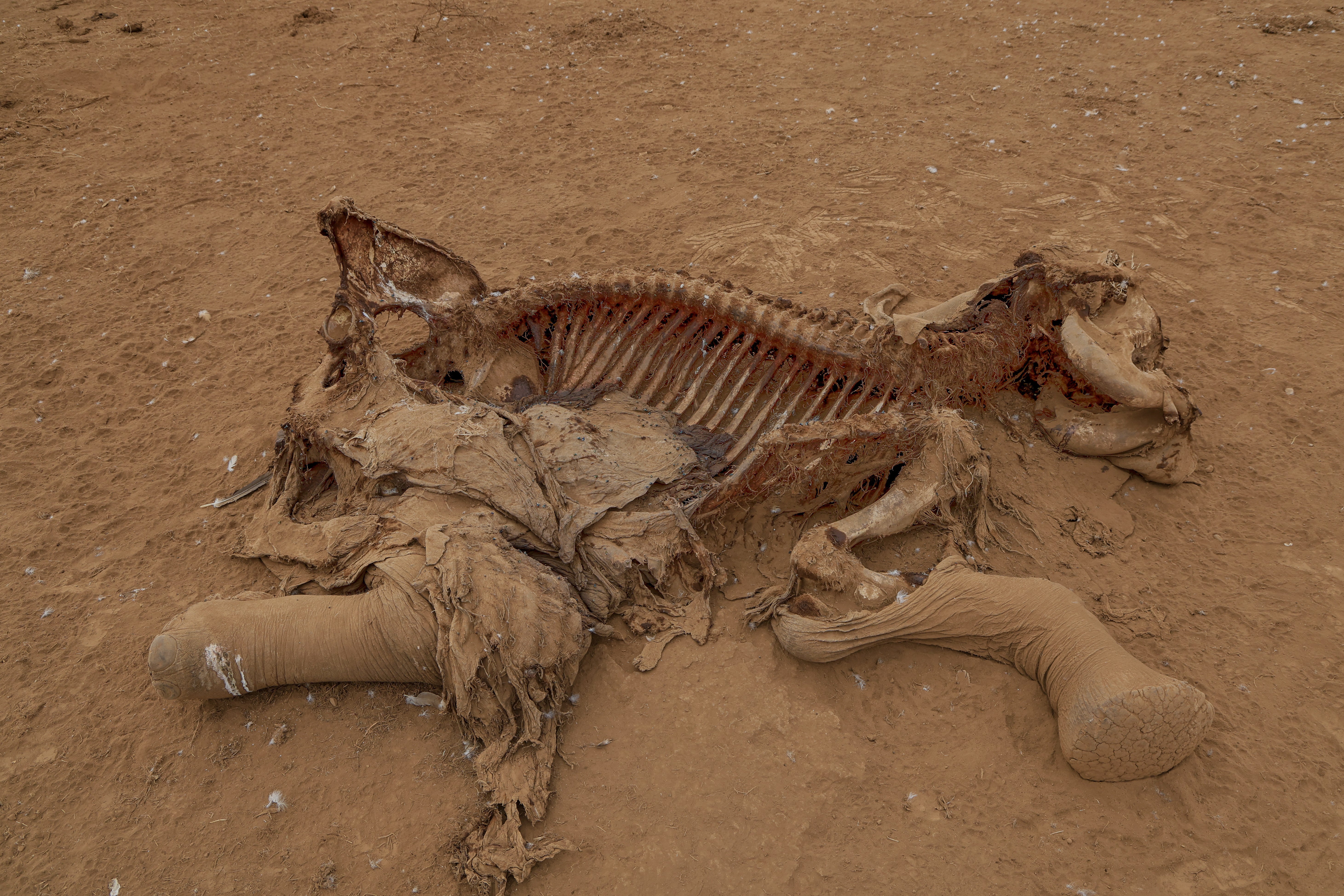 The carcass of an elephant suspected to have died from pesticide poisoning lies in the Kitenden village (AP)