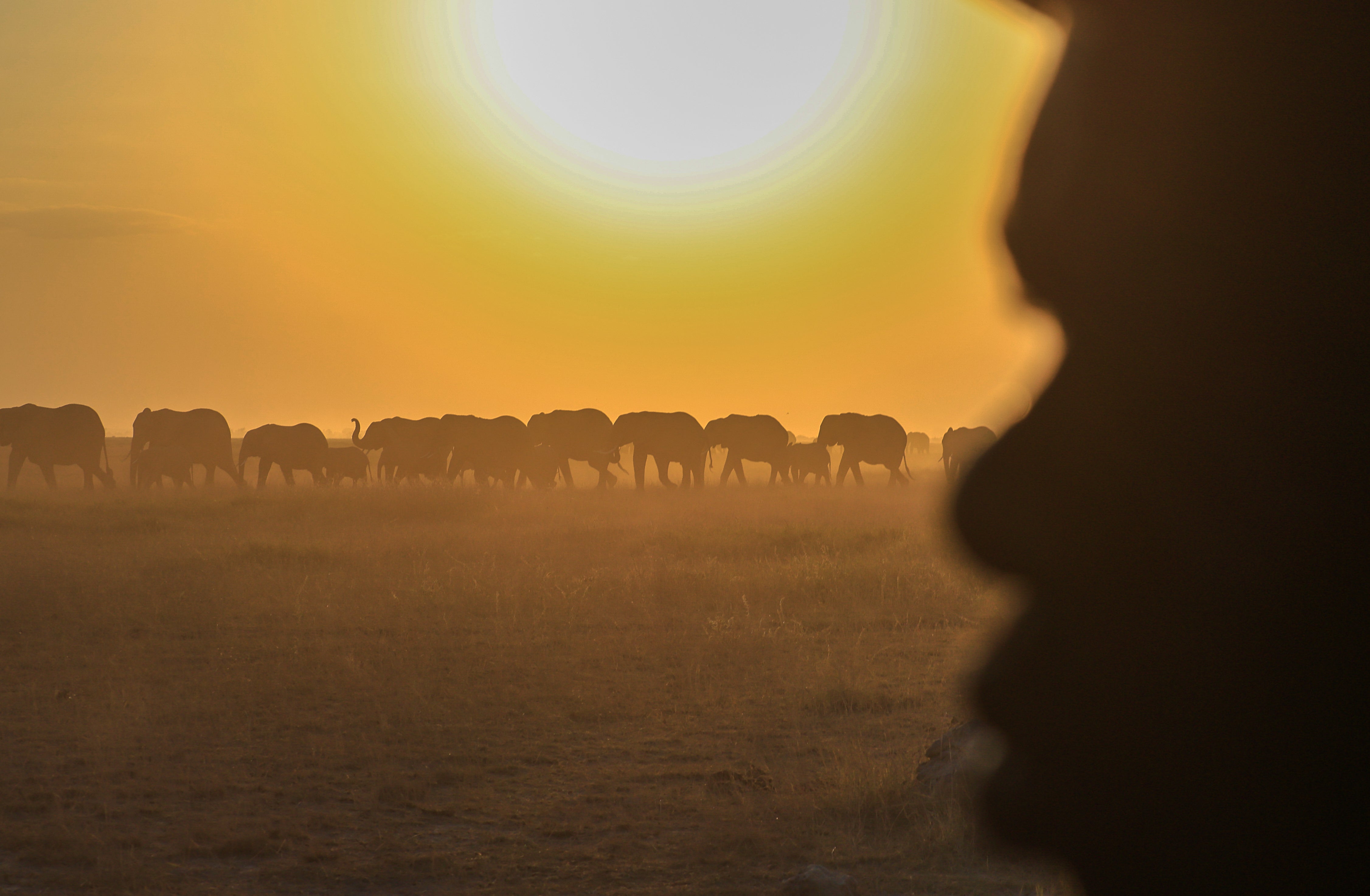 independent.co.uk - Evelyne Musambi - Mystery as fifteen elephants drop dead after eating tomatoes from nearby farms