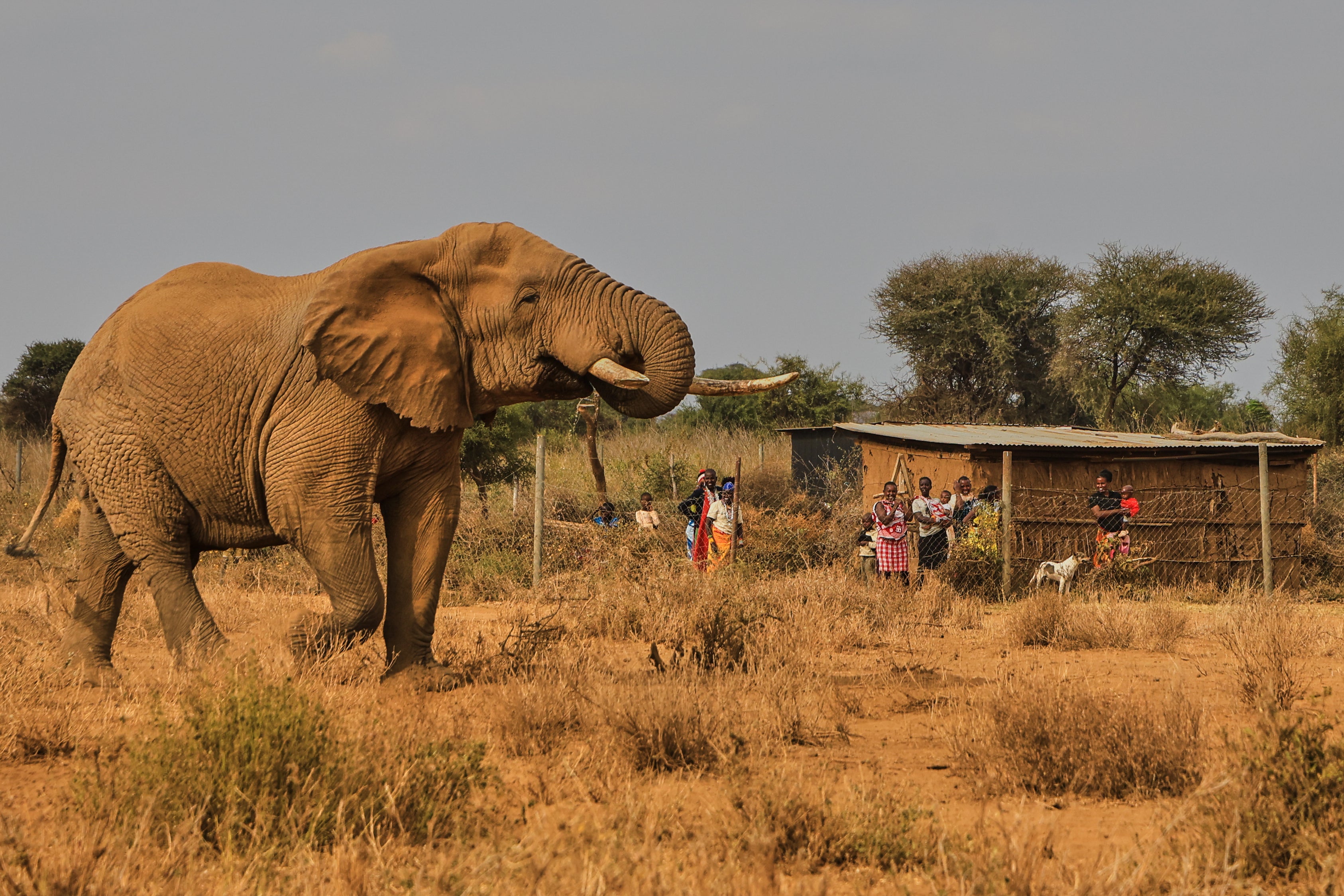 An elephant walks past a homestead in the Kitenden village, on the outskirts of Amboseli National Park (AP)