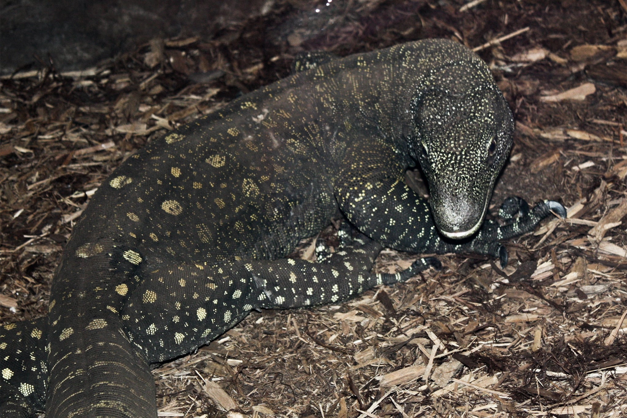 The crocodile monitor is threatened by poaching and deforestation (Wiki Commons)