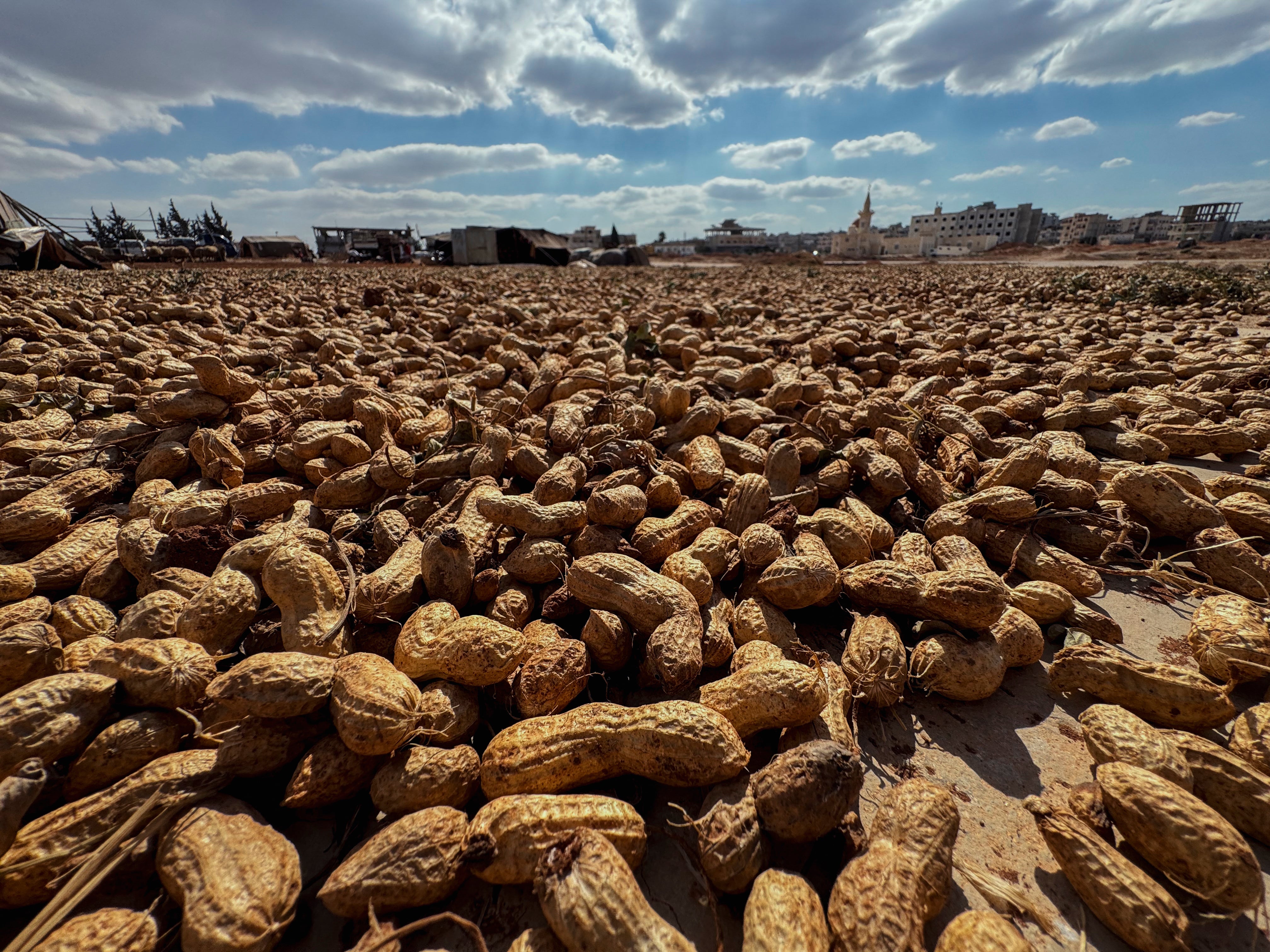 Eat capsules containing human faeces to reduce peanut allergies, study suggests