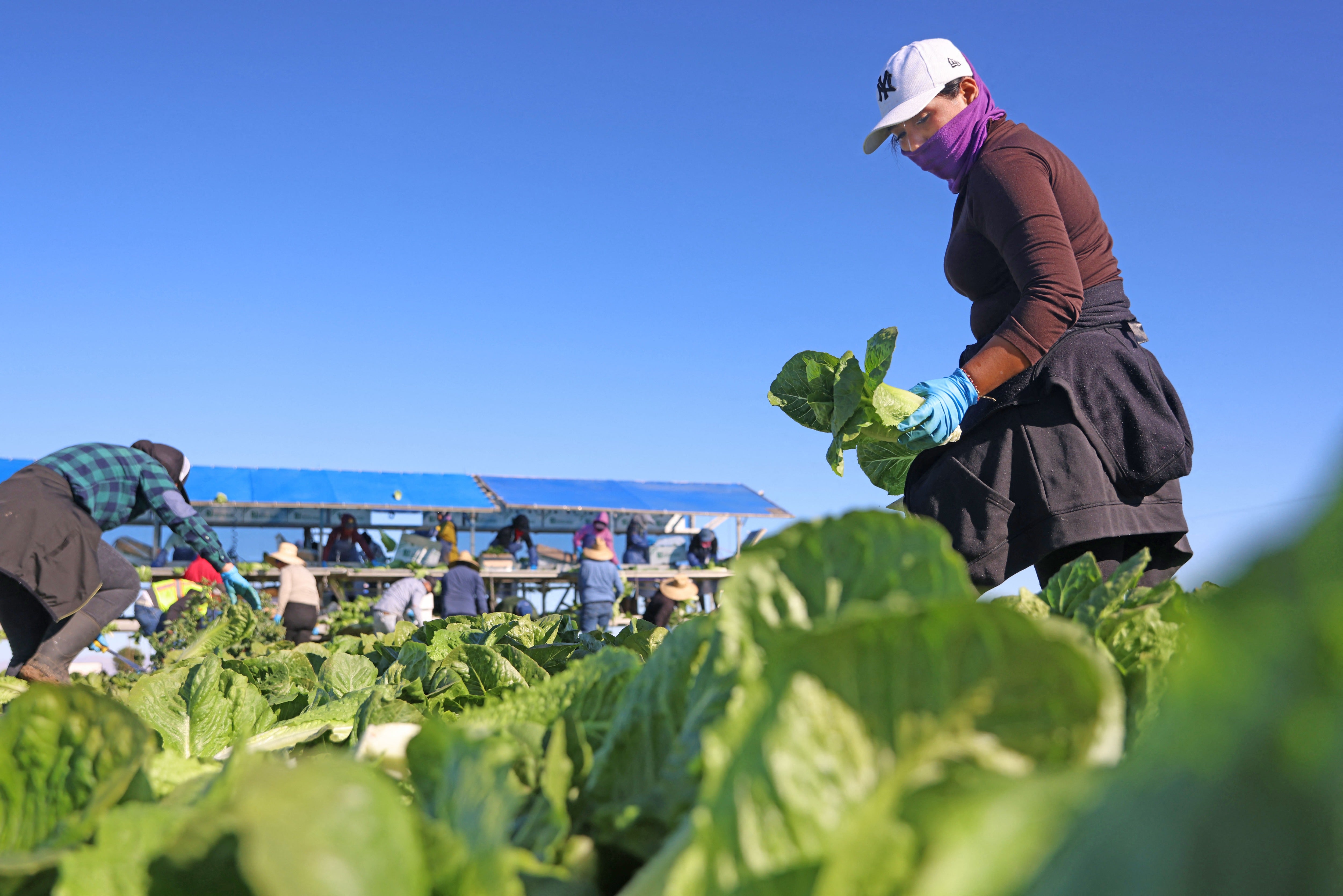 Michigan says its residents can eat bagged salads and return to usual food-handling practices when eating lettuce. The state is the center of America’s largest cyclosporiasis outbreak