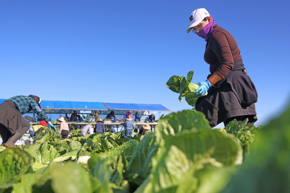 Michigan says residents can eat lettuce again after explosive diarrhea parasite sickened 12,000 Michigan says residents can eat lettuce again after explosive diarrhea parasite sickened 12,000