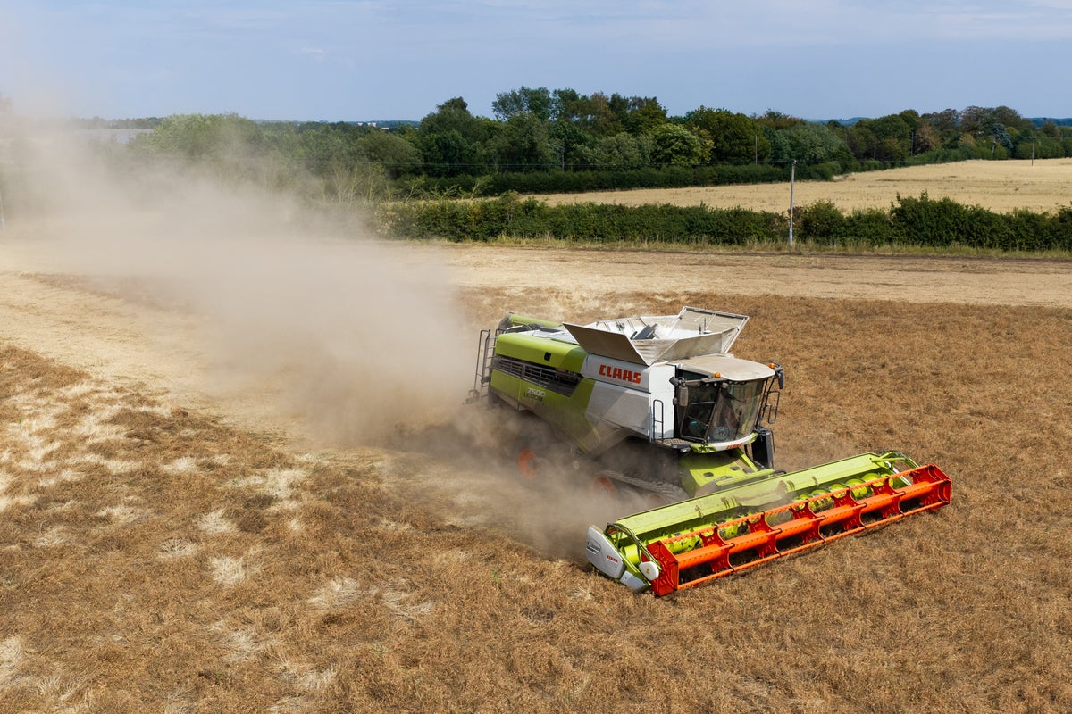 Farmers at ‘breaking point’ as heatwave Britain puts livelihoods under threat