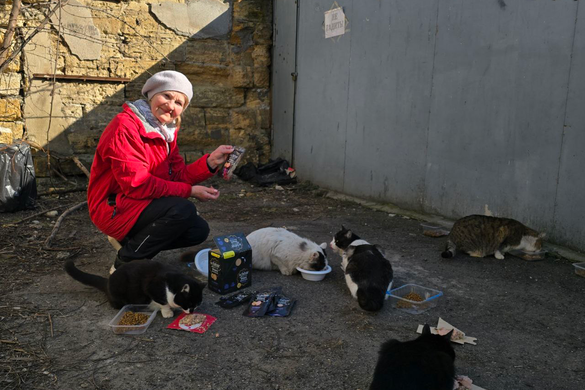 Why Saving Stray Animals in War Zones is Actually Destroying Ecosystems