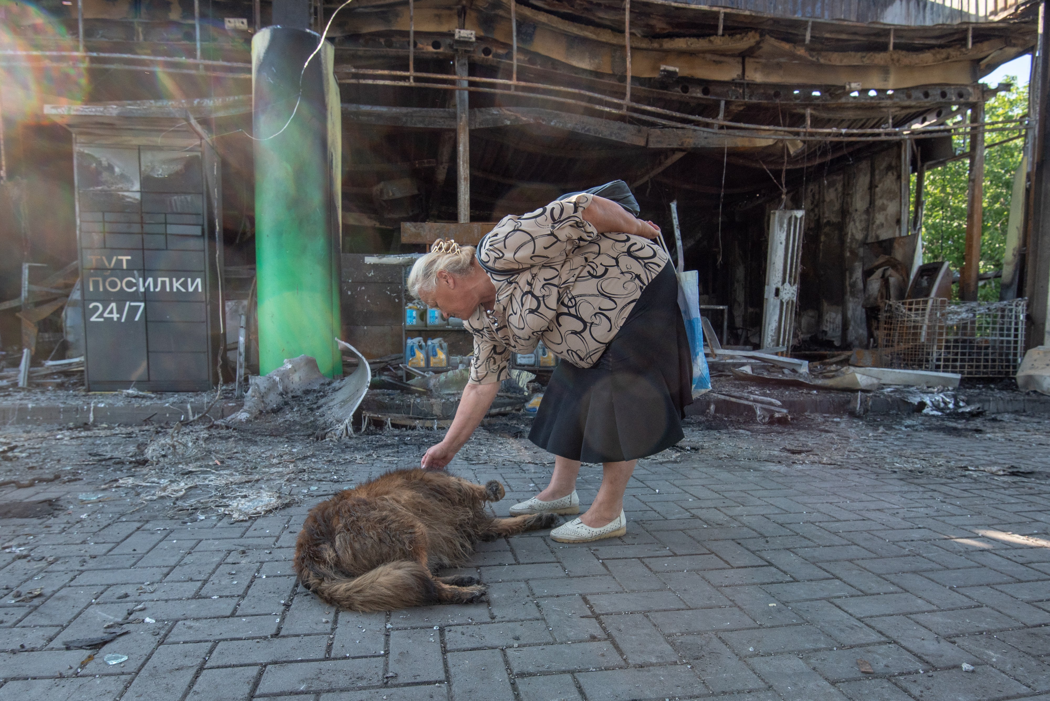 The number of stray animals in Ukraine has risen during the conflict