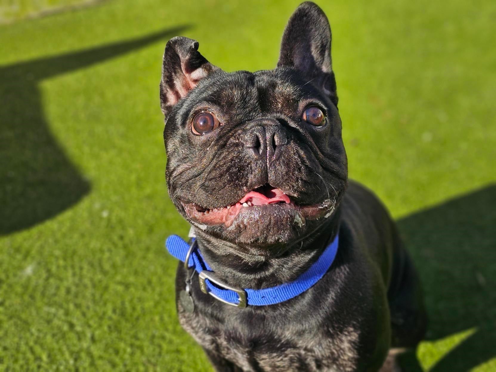 Cuteness kills: What really happens when designer dogs go out of style