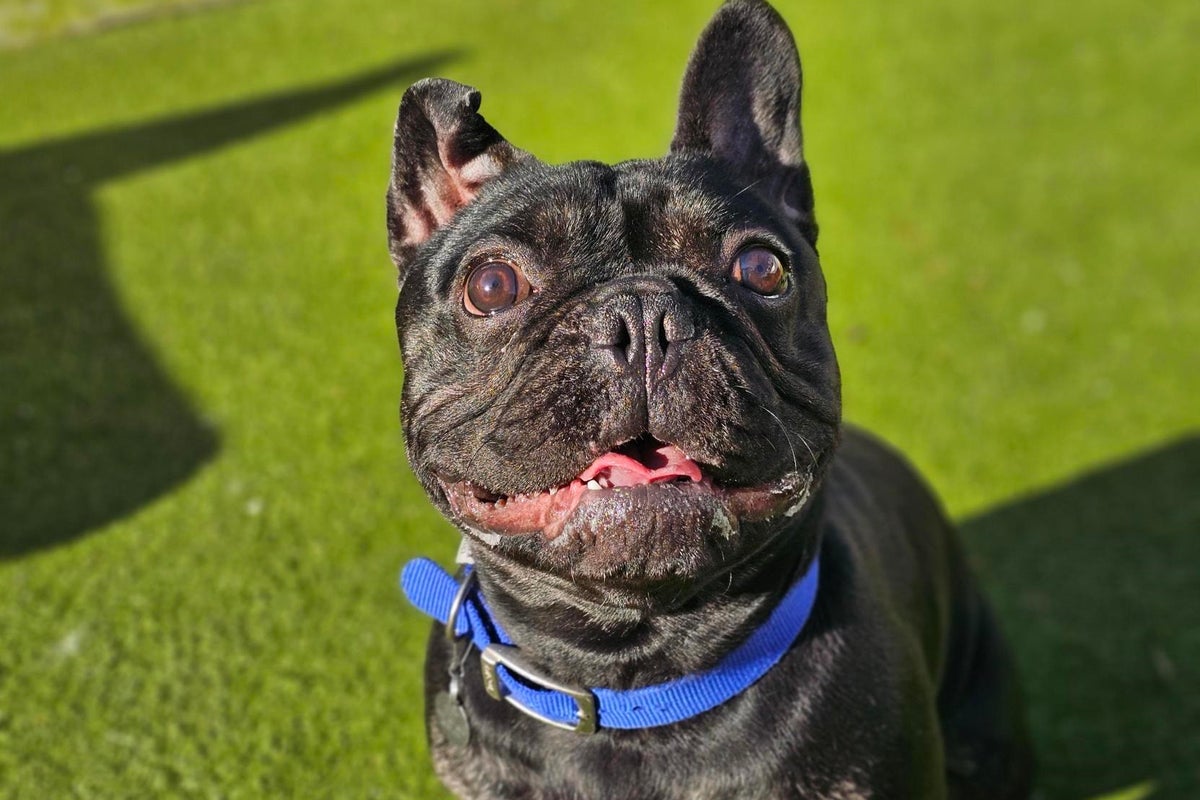 Cuteness kills: What really happens when designer dogs go out of style Cuteness kills: What really happens when designer dogs go out of style
