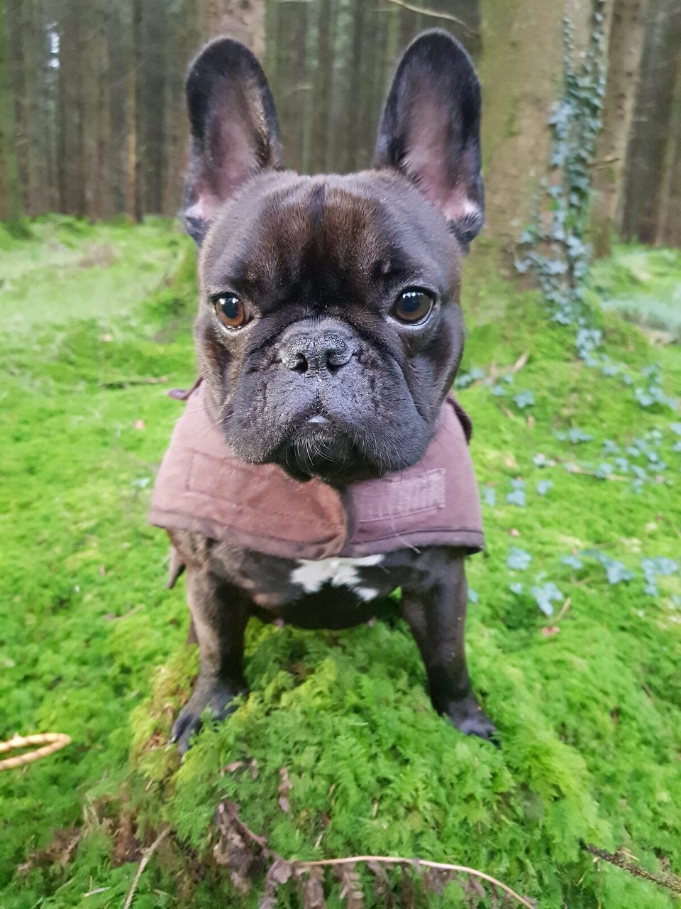 French bulldogs like Lily can need multiple operations to help them breathe