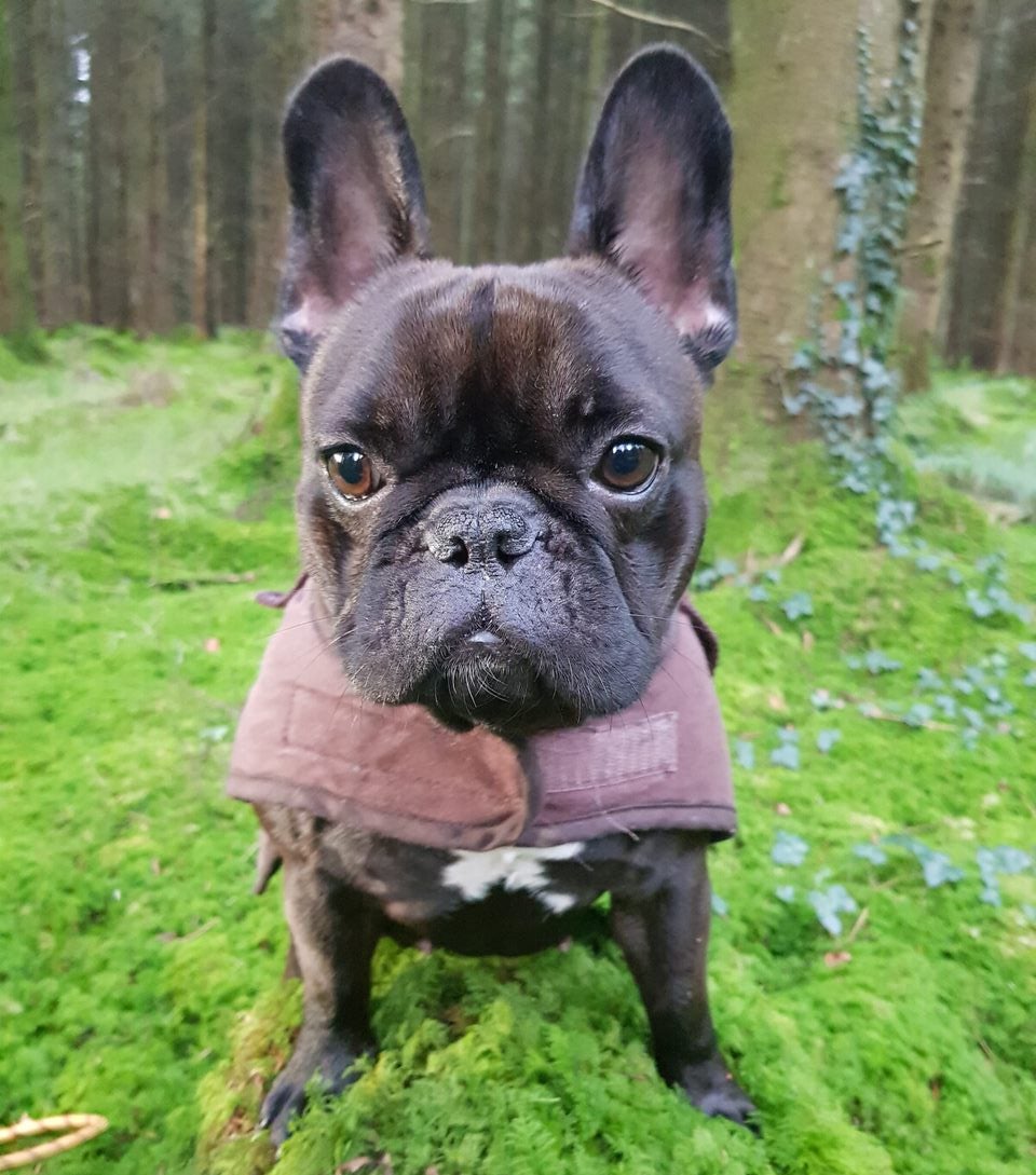 French bulldogs like Lily can need multiple operations to help them breathe (Battersea Dogs and Cats Home)
