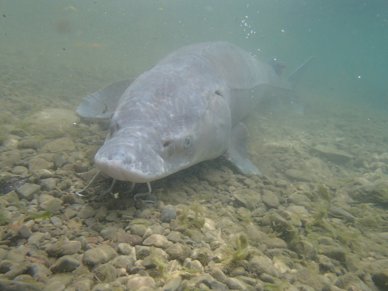 Lake sturgeon can weigh up to 300 pounds and reach more than 70 inches long