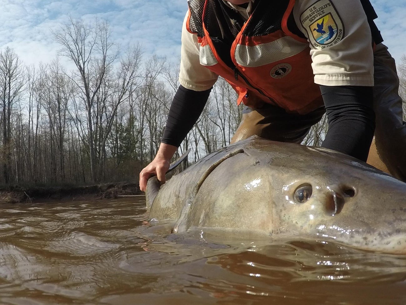This lake sturgeon was discovered during fish sampling on the Bad River in Wisconsin. Wisconsin and Michigan researchers say the species may be a lot older than previously believed
