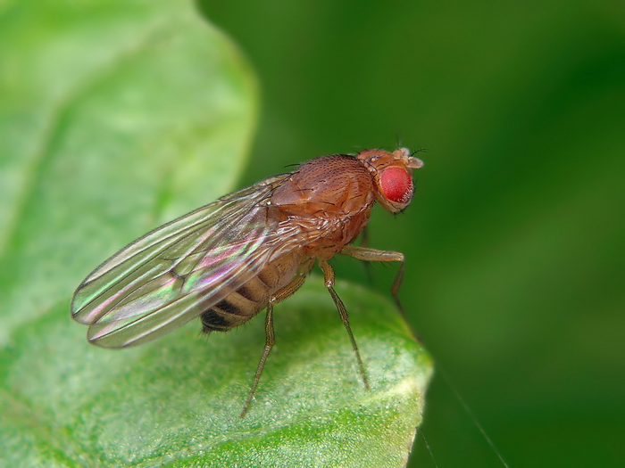 The fruit fly Drosophila melanogaster (Ryszard via Eurekalert)