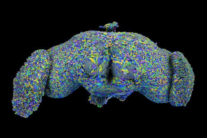 All 139,255 brain cells in the brain of an adult fruit fly (Princeton University via Eurekalert)