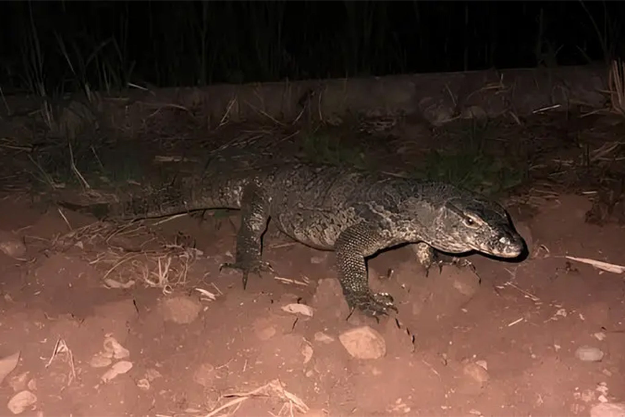 Urgent search for huge monitor lizard spotted in Italy 13,000km away from habitat