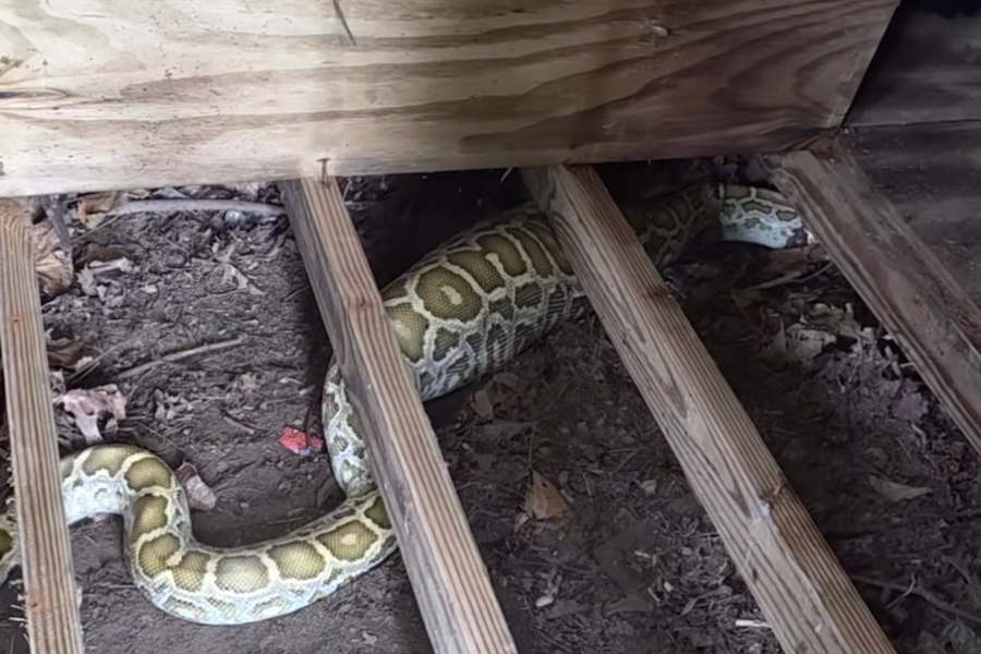A New Jersey couple found an 8-foot, 40-pound Burmese python under their shed, and its full belly made the massive snake even harder to remove