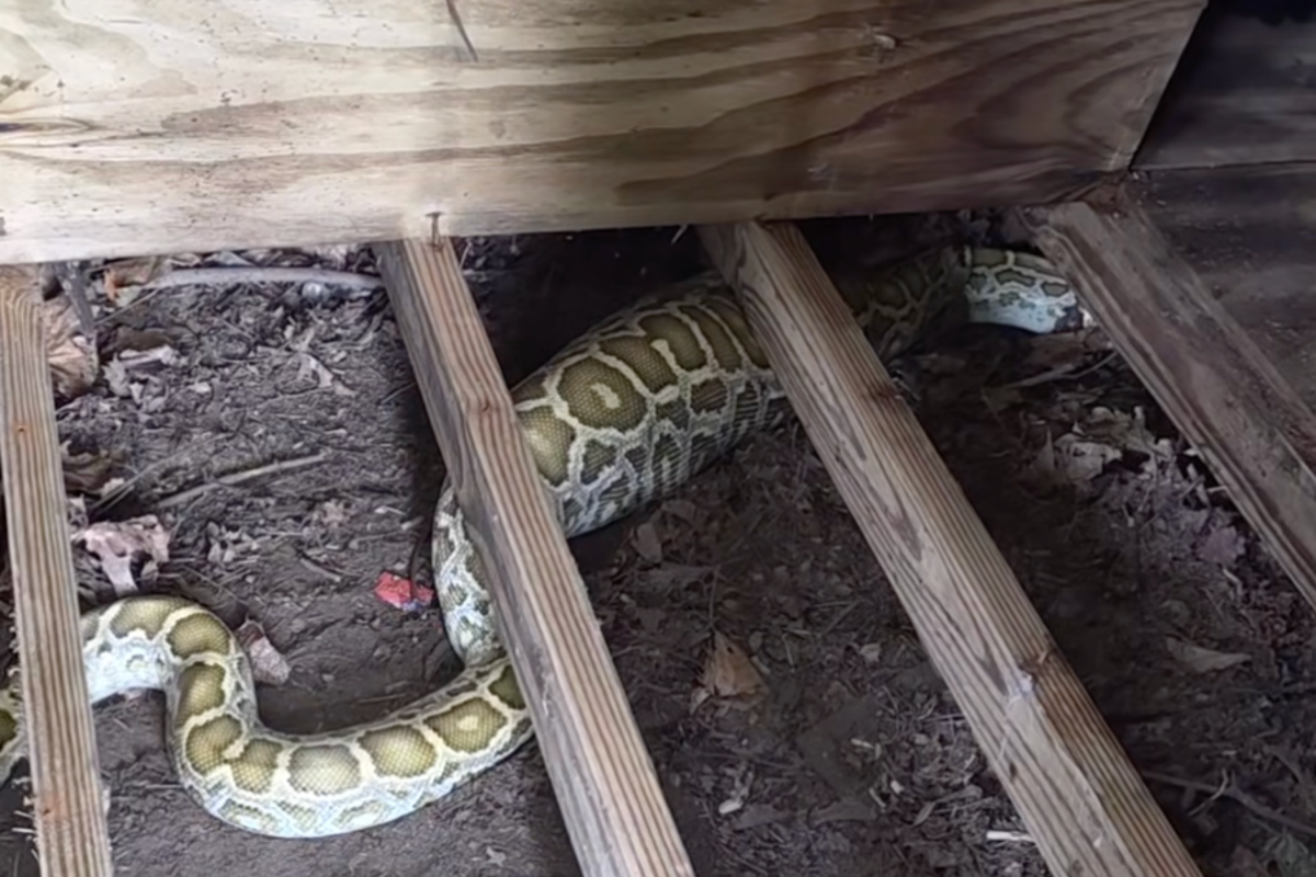 8-foot python found living under family’s shed — and X-rays discovered what it ate