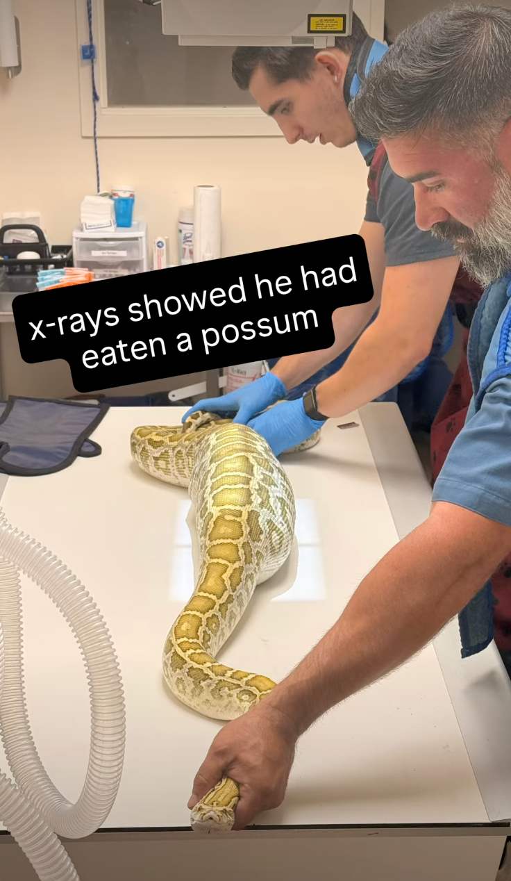 X-rays revealed that the snake recently ate an opossum for dinner