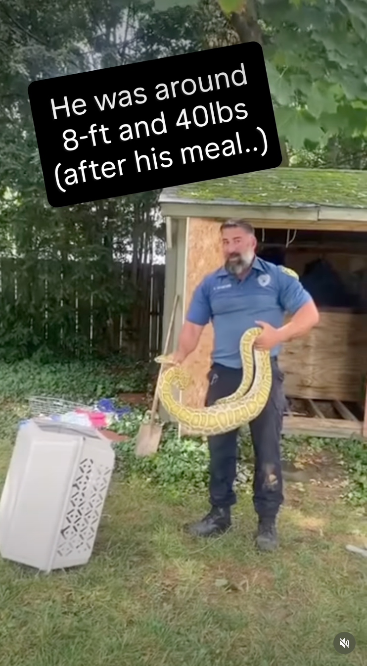 A contractor had to come remove the shed's floorboards for rescuers to safely remove the animal