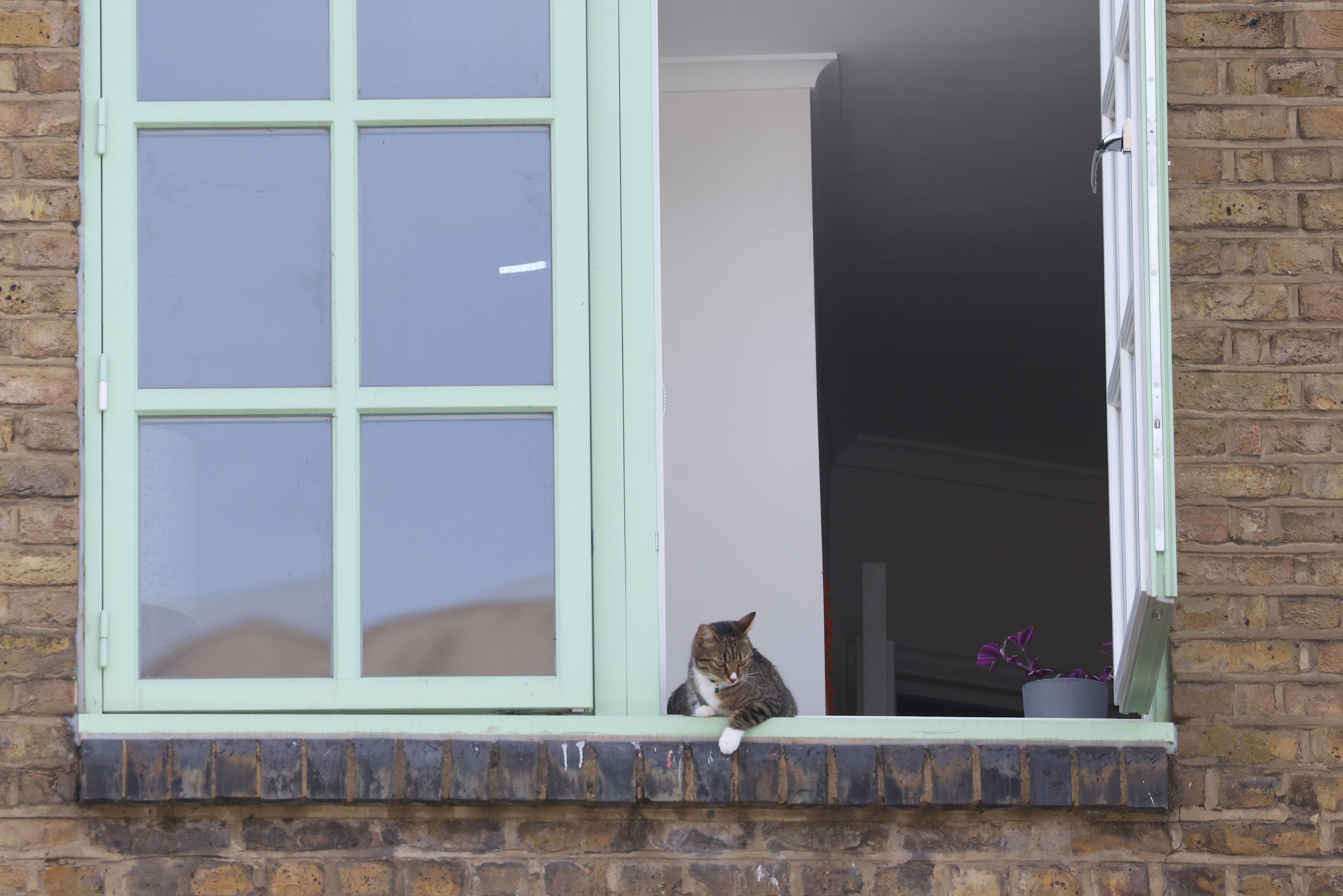 A cat sits on a windowsill in Hackney, London