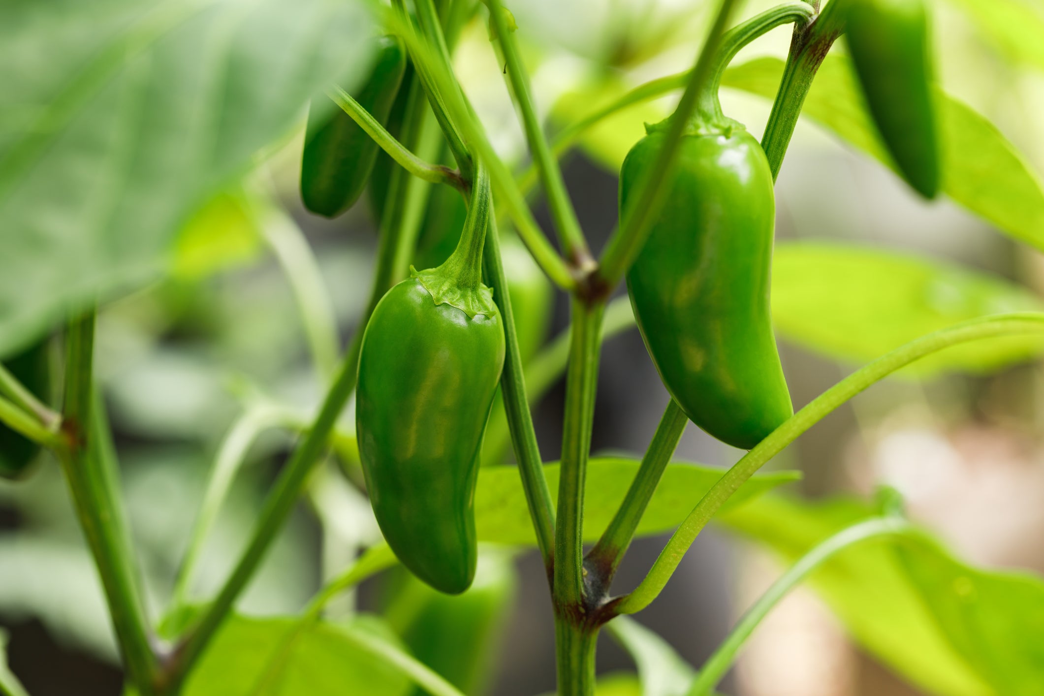 Salmonella outbreak has been linked to jalapeño peppers grown in Sinaloa, Mexico