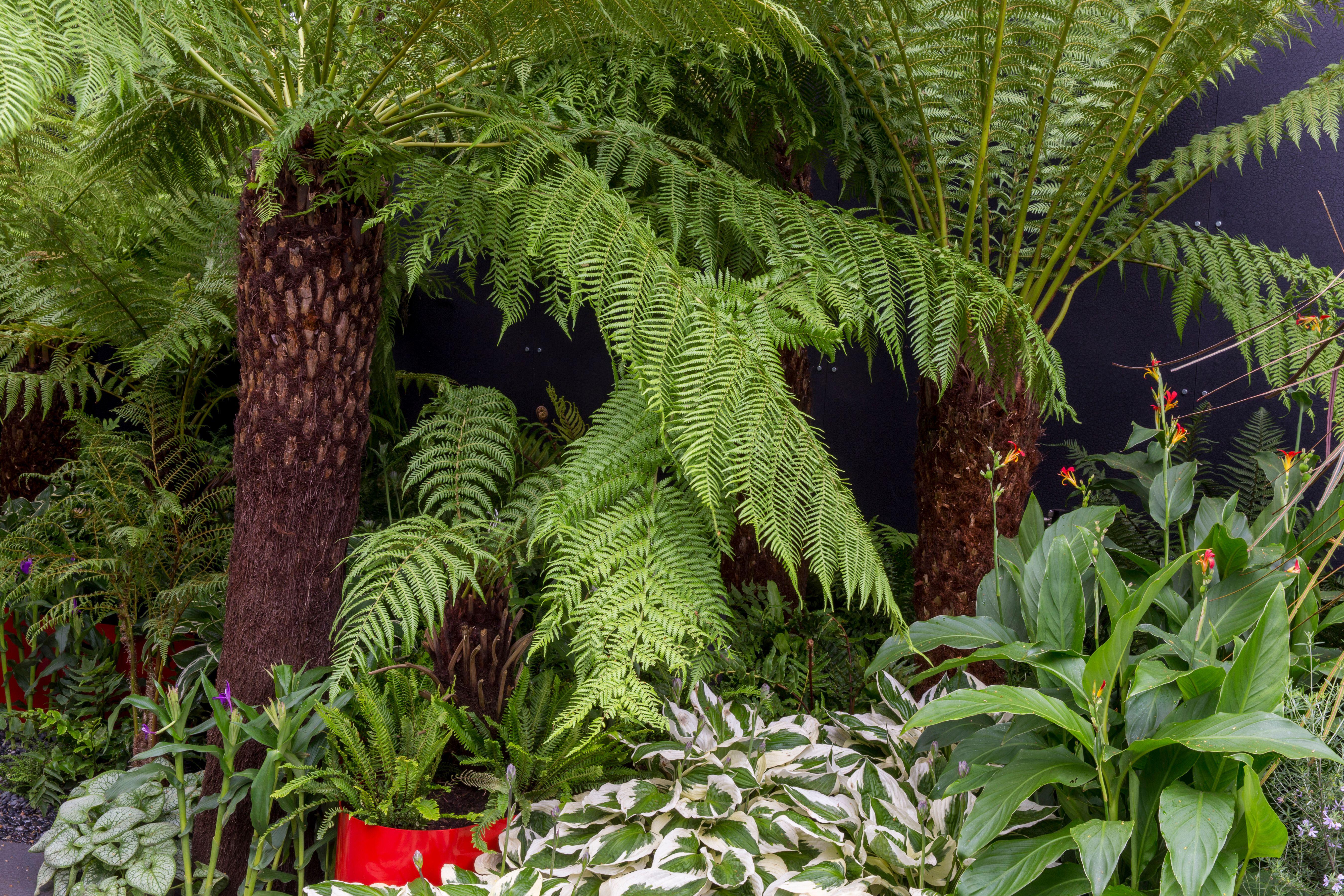 Tree ferns (Alamy/PA)