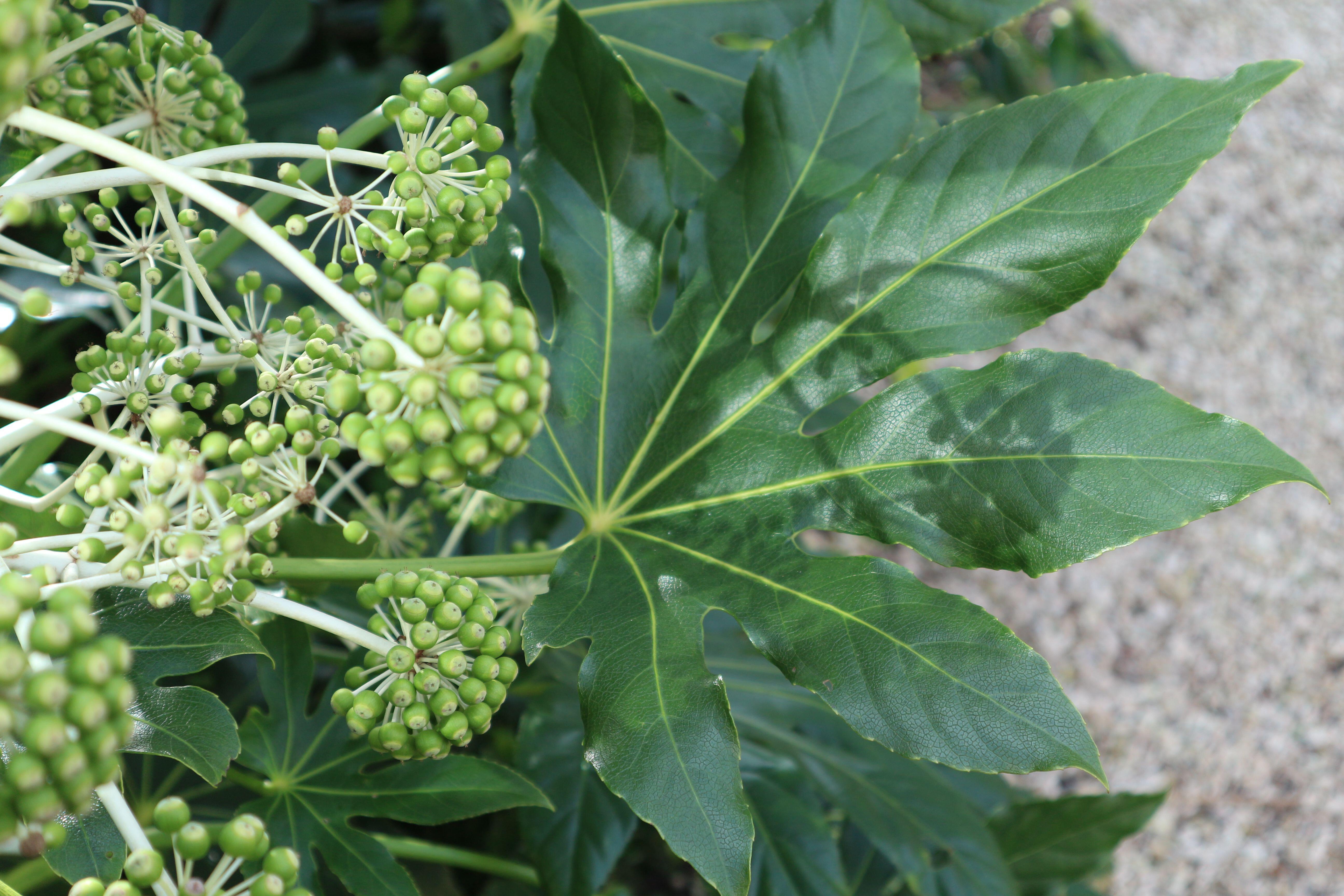 Fatsia japonica (Alamy/PA)