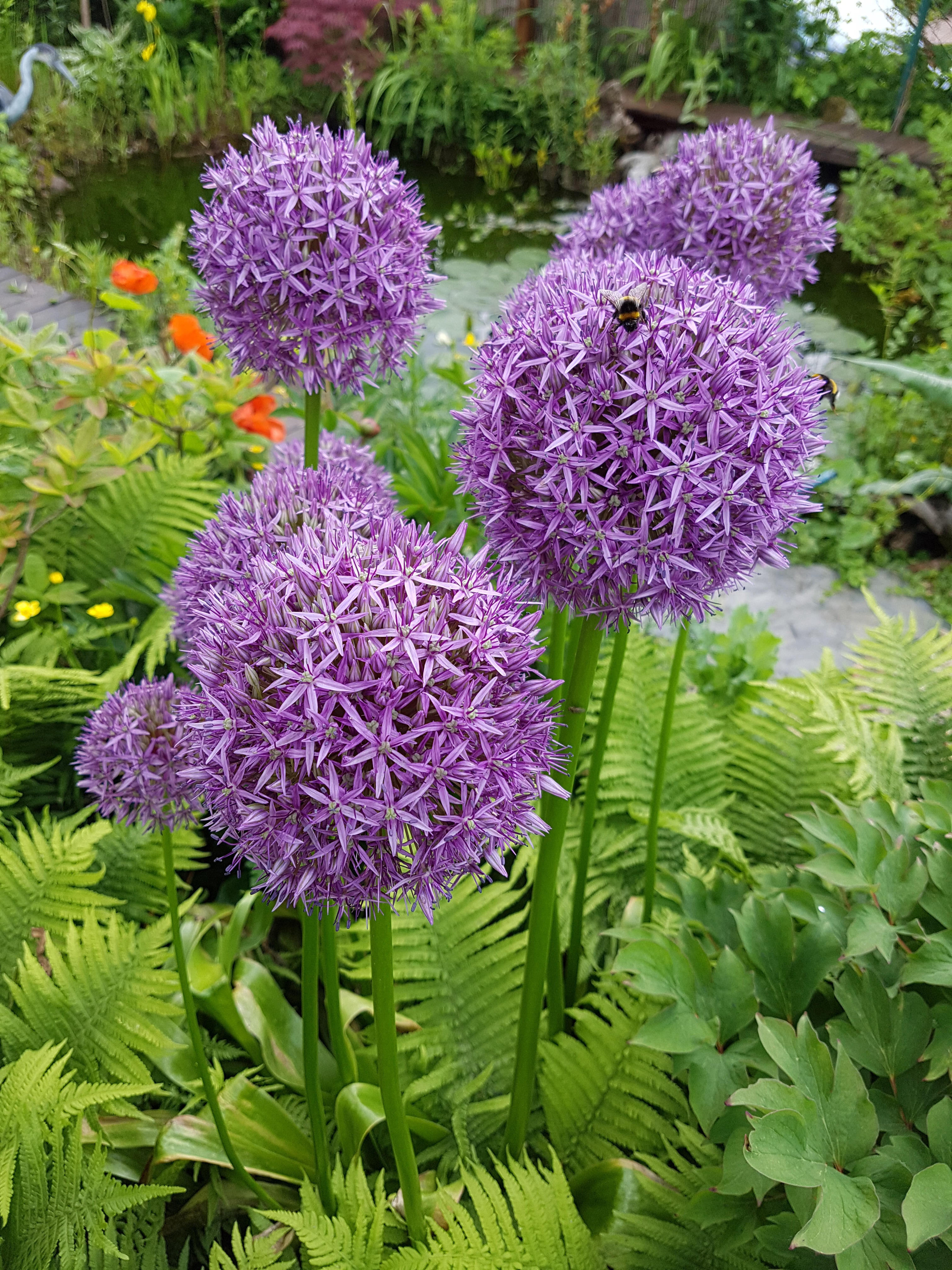 Alliums growing through ferns (Alamy/PA)