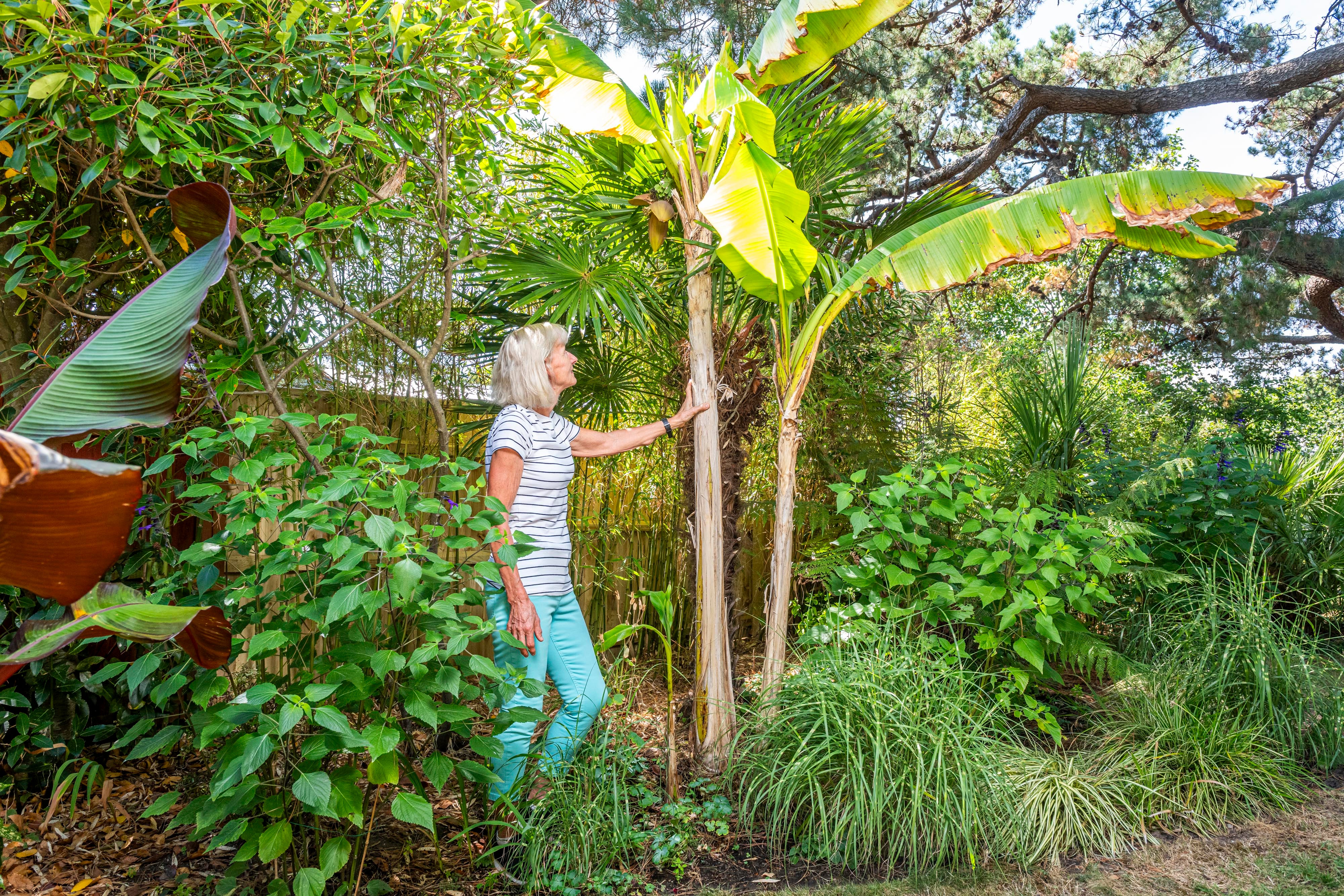 Pam Woodall inspects the banana plant