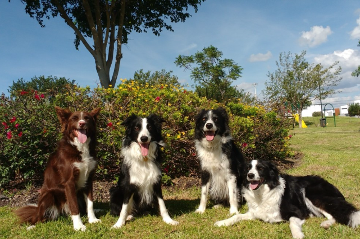 Your dog can spot when you are happy or scared, scientists find