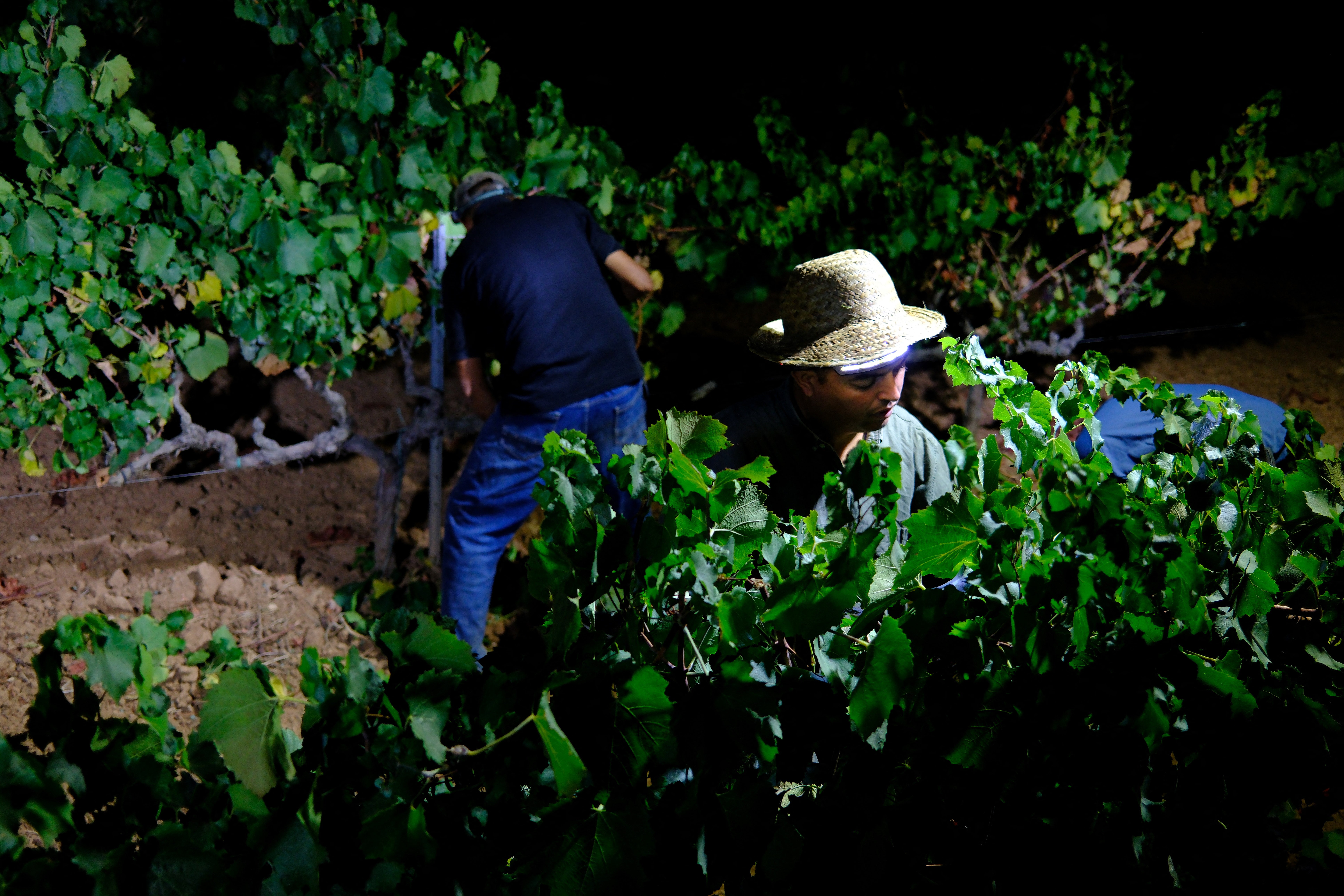 Wearing headlamps to light the vineyards before dawn, workers at the winery have begun harvesting grapes at 3 a.m., marking Catalonia's earliest grape harvest on record