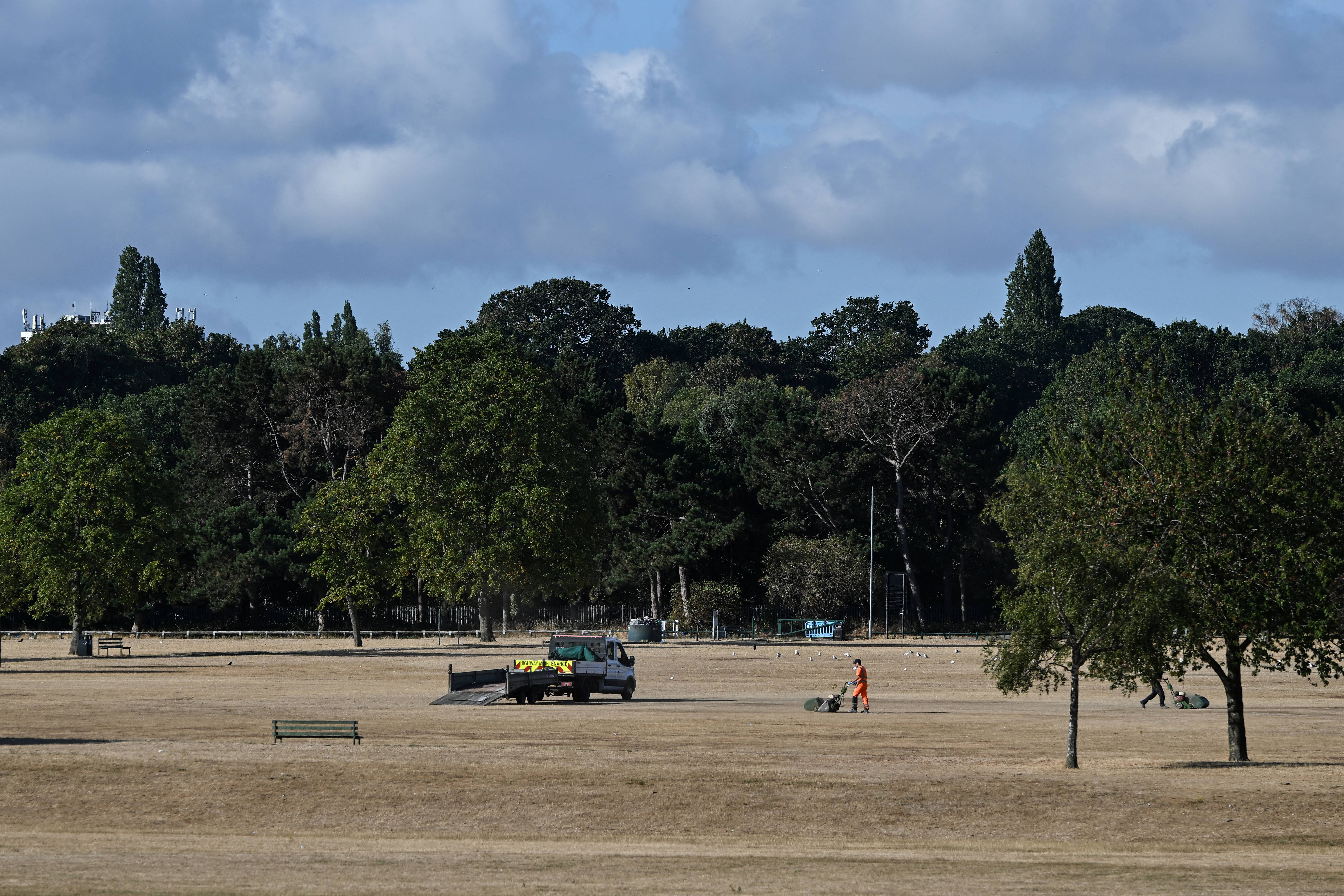 A council worker trims the grass on a cricket pitch, surrounded by dried out and yellowed grass due to lack of rain, in a park in Birmingham