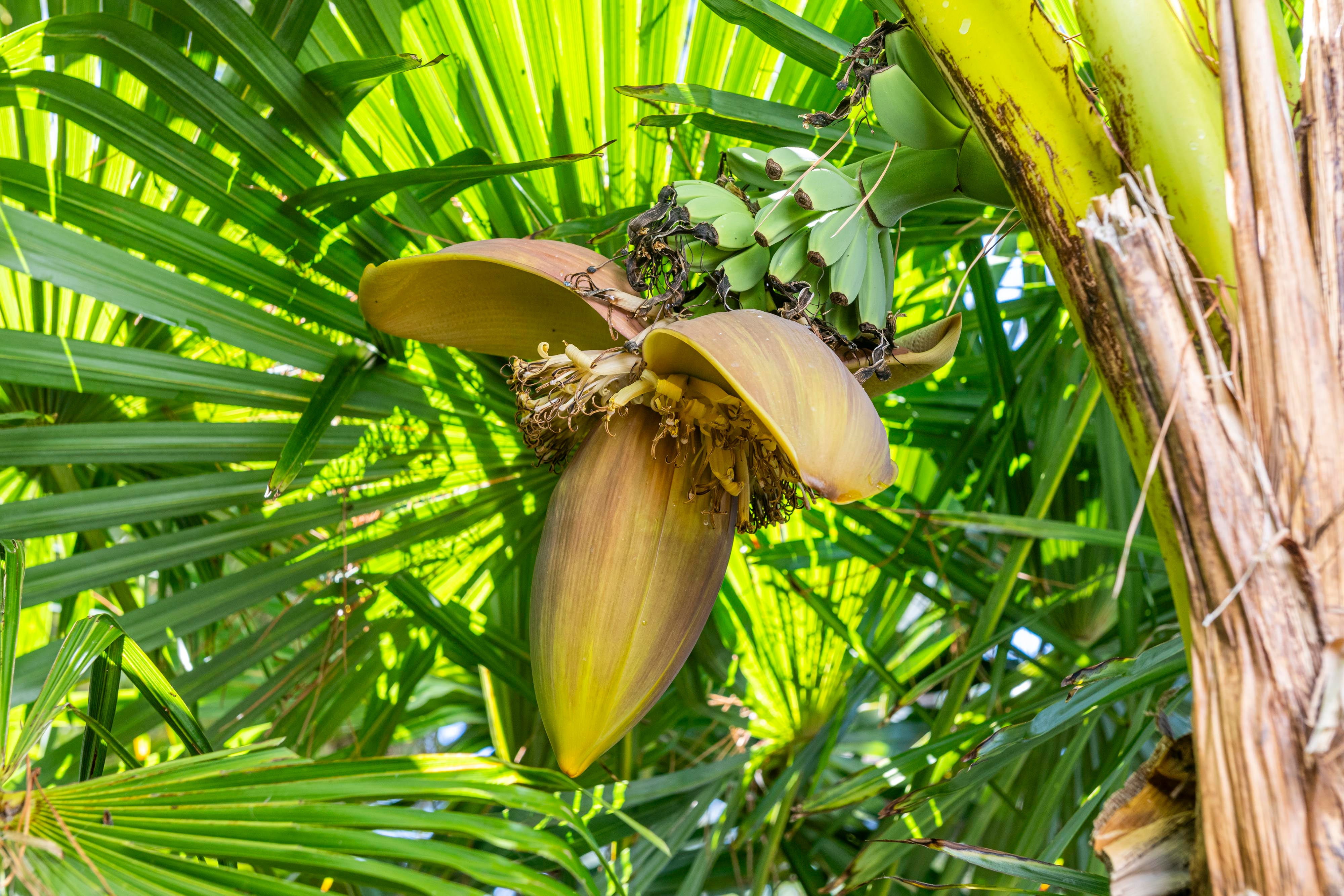 Bananas sprout in Dorset garden for first time amid summer of scorching heatwaves