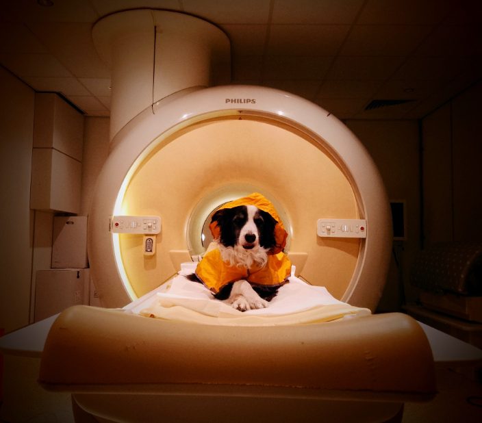 Trained pet dogs remained awake during fMRI scans as researchers measured their brain activity while they viewed images of human faces expressing happiness, anger, fear, and sadness.