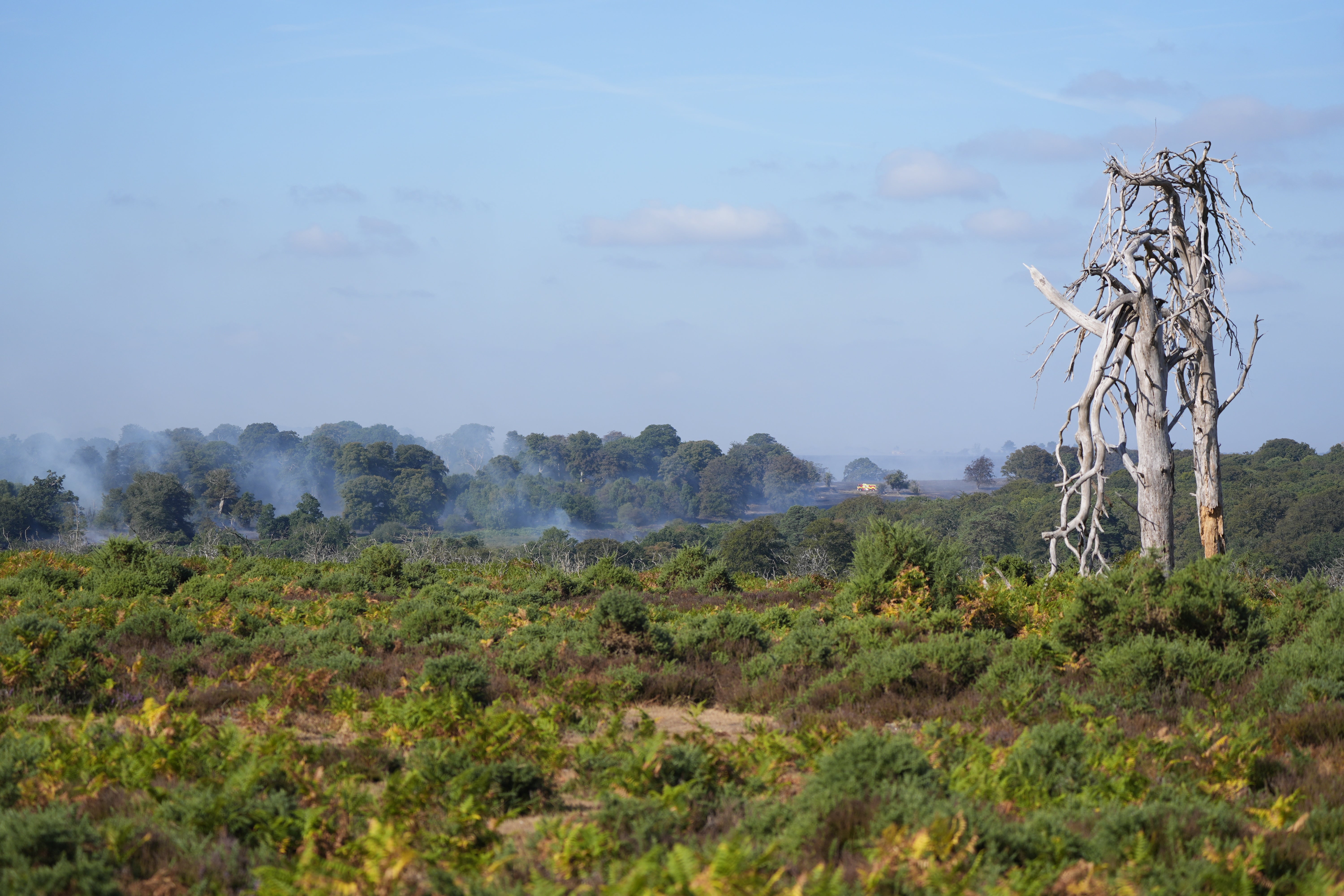 The heathland in the New Forest is internationally protected and is home to a number of rare species (Andrew Matthews/PA) (PA Wire)