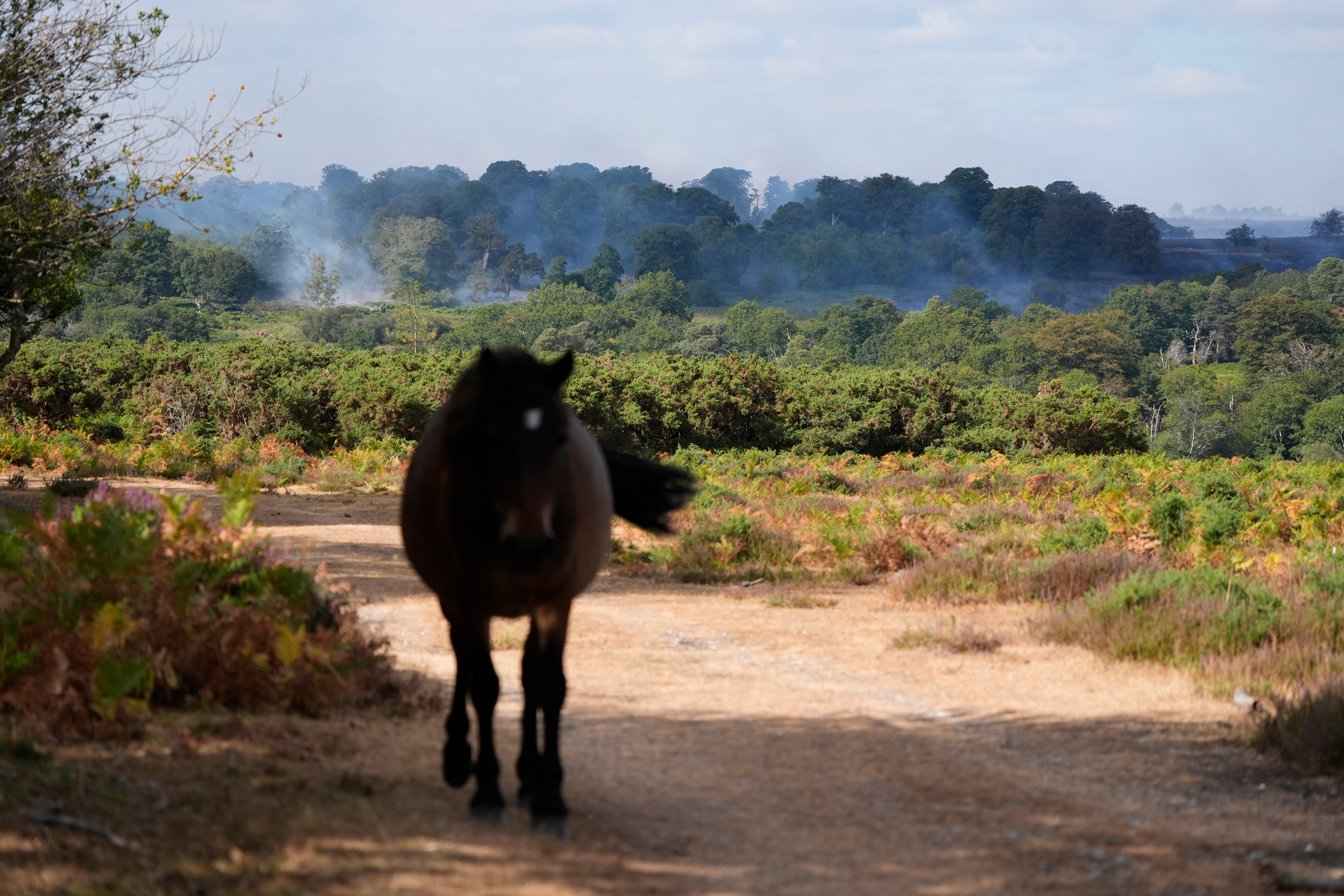 According to the New Forest National Park Authority, the land affected is protected heathland that is home to a number of rare species