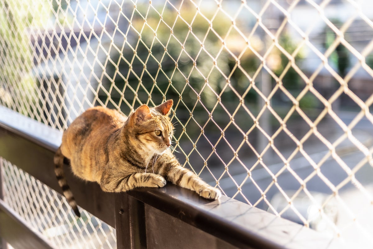 Cat owners issued urgent heatwave warning amid rise in deadly incidents Cat owners issued urgent heatwave warning amid rise in deadly incidents