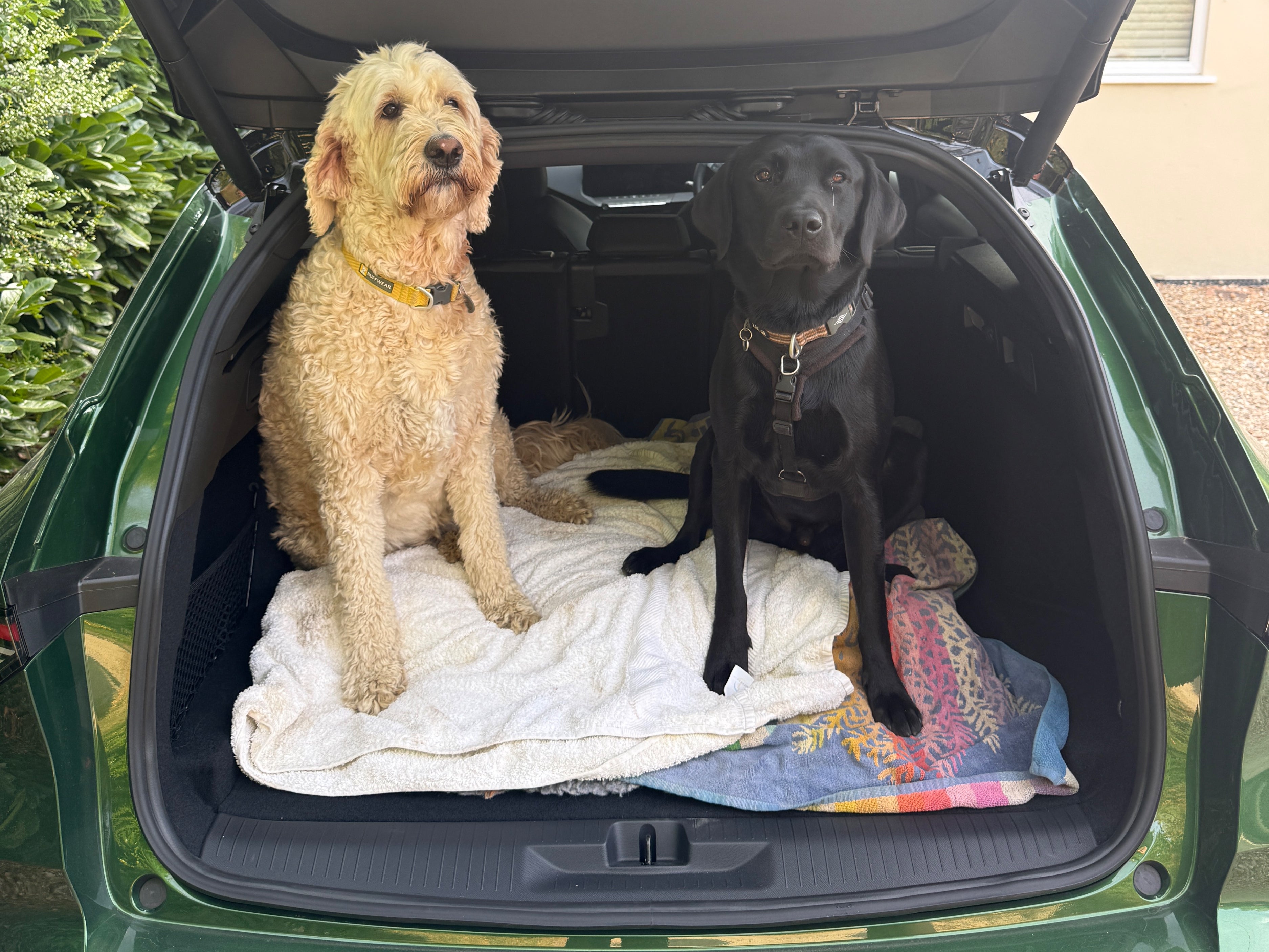 The Astra proved to be perfect for most dogs, especially with the low loading lip that makes it easy to jump in (Steve Fowler)